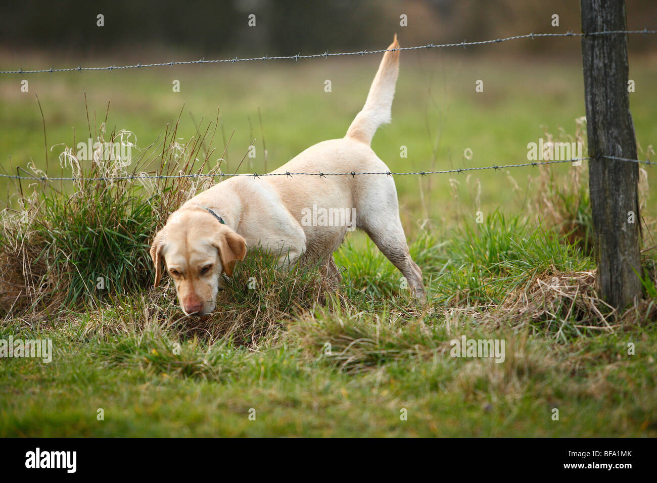 Labrador Retriever (Canis lupus f. familiaris), de fétuque dans le cadre d'un fil de fer barbelé Banque D'Images