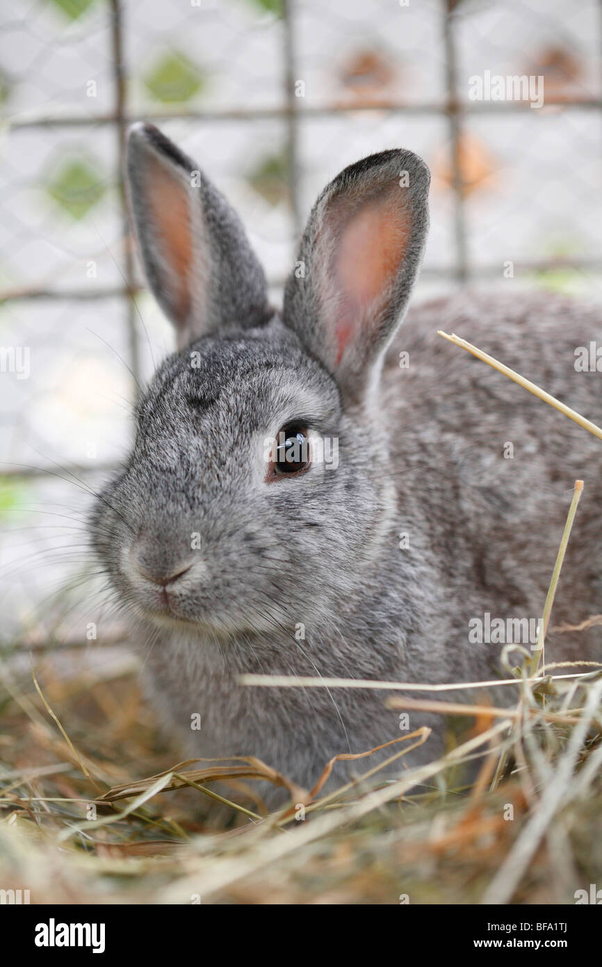 Lapin domestique (Oryctolagus cuniculus f. domestica), dans un enclos en plein air, Allemagne Banque D'Images