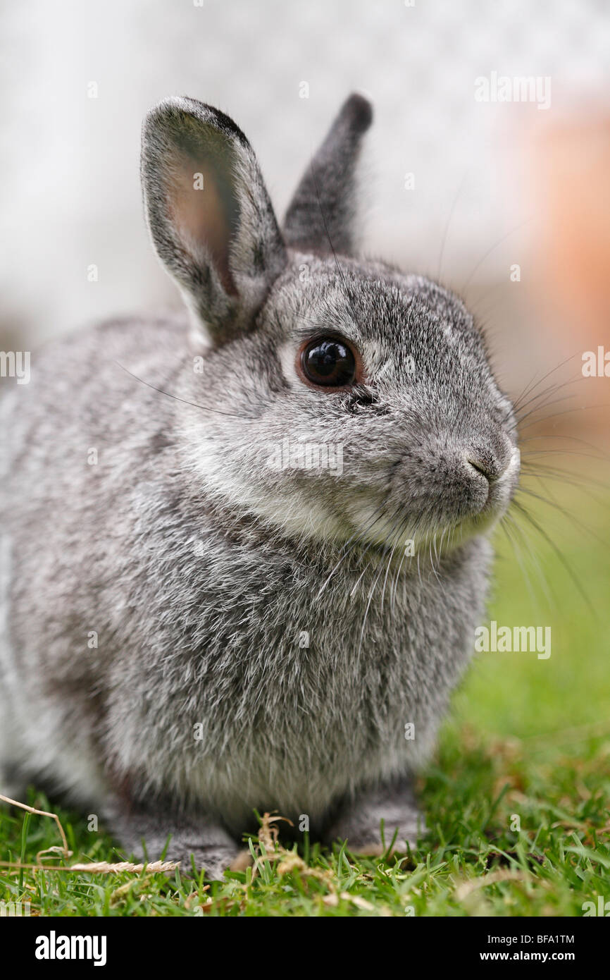 Lapin domestique (Oryctolagus cuniculus f. domestica), dans un enclos en plein air, Allemagne Banque D'Images