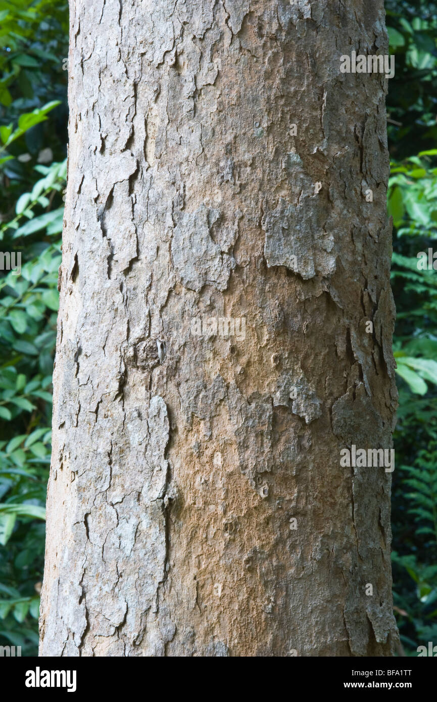 Chlorocardium rodiei (Greenheart) close-up d'Iwokrama Rainforest écorce bouclier de Guyane Guyane Amérique du Sud Octobre Banque D'Images