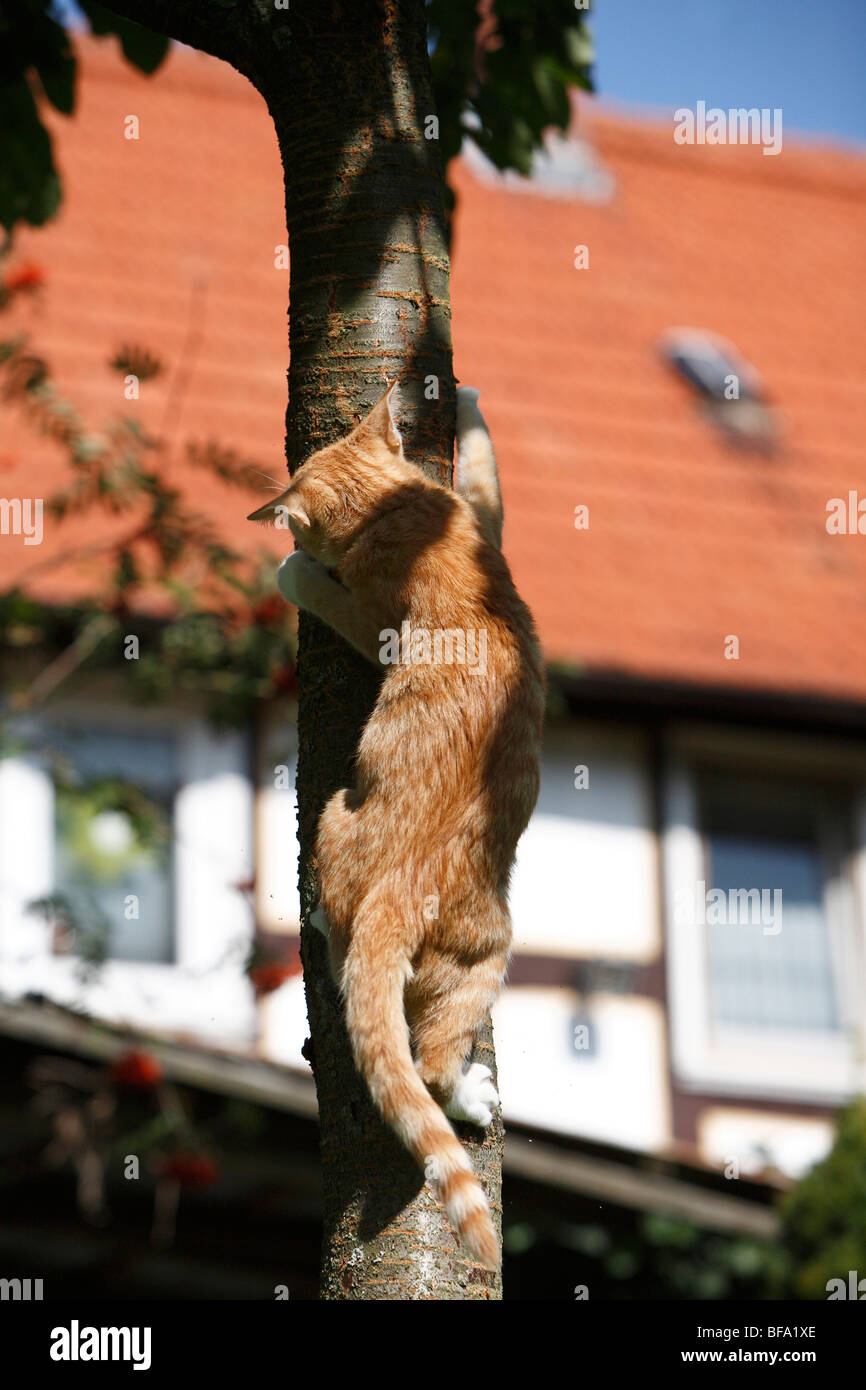 Demi année vieux chat de grimper sur un arbre, Allemagne Banque D'Images