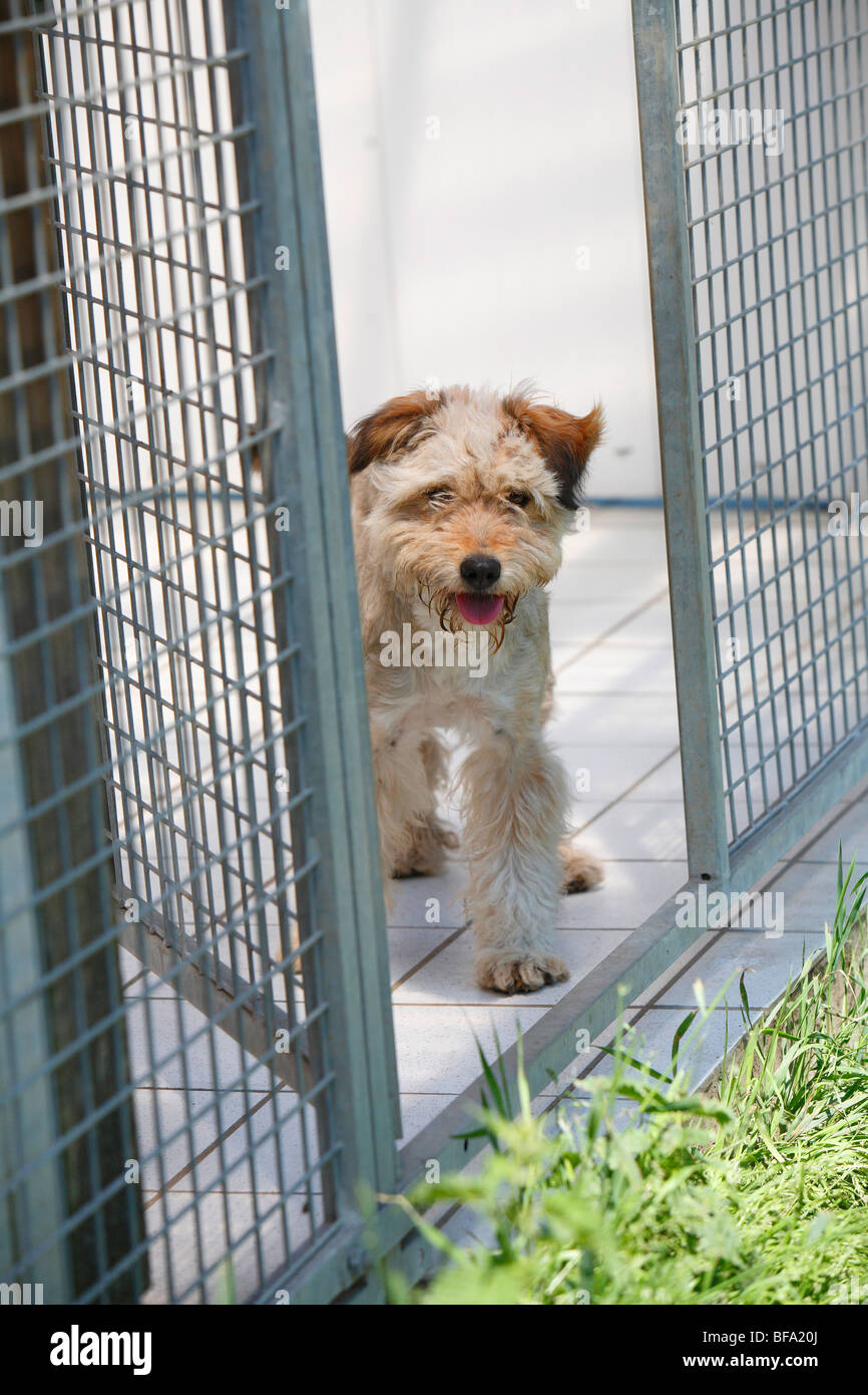 Dog (Canis lupus f. familiaris), peur chien dans une cage d'un sanctuaire, Englisch Banque D'Images