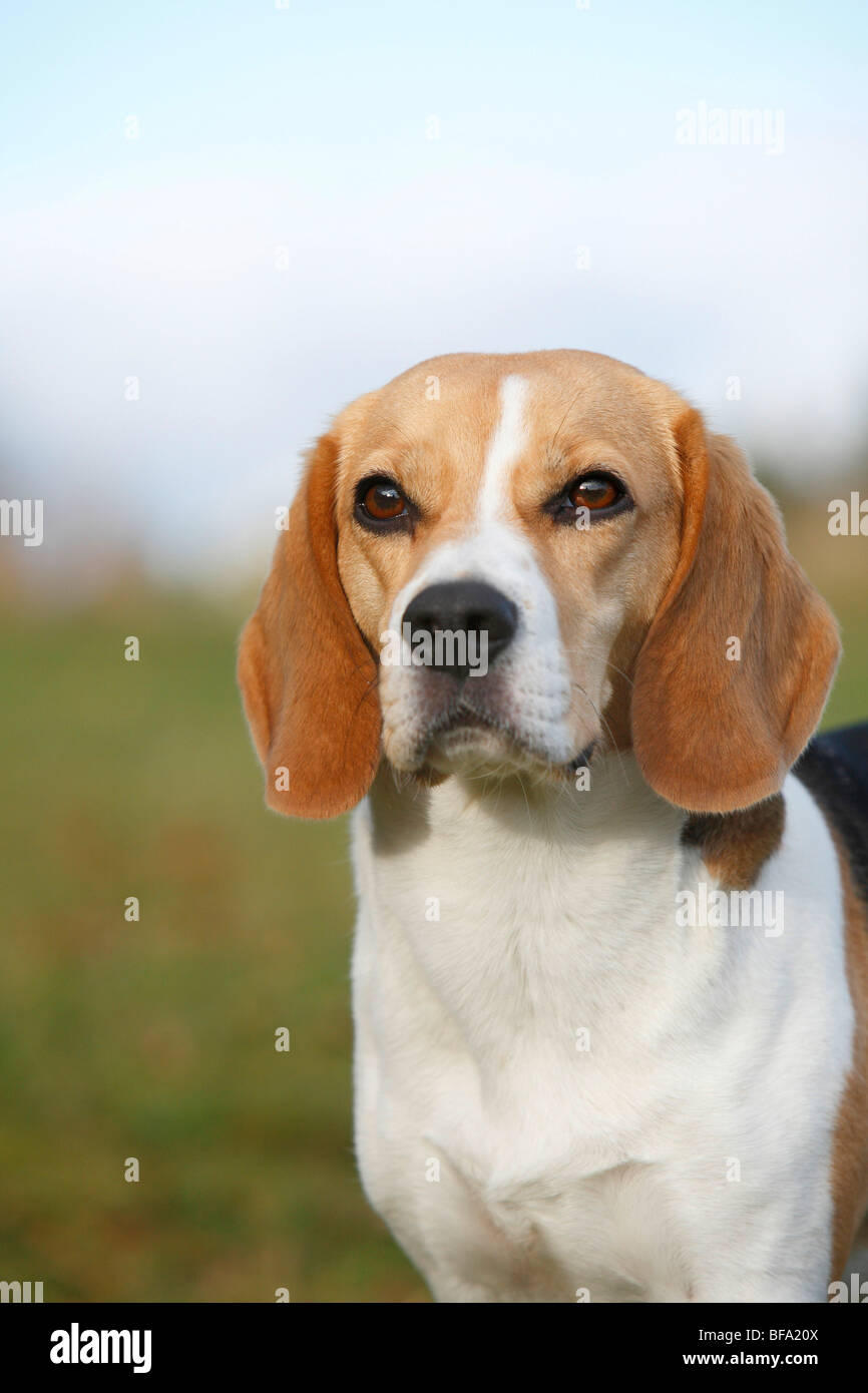 Beagle (Canis lupus f. familiaris), portrait, Allemagne Banque D'Images