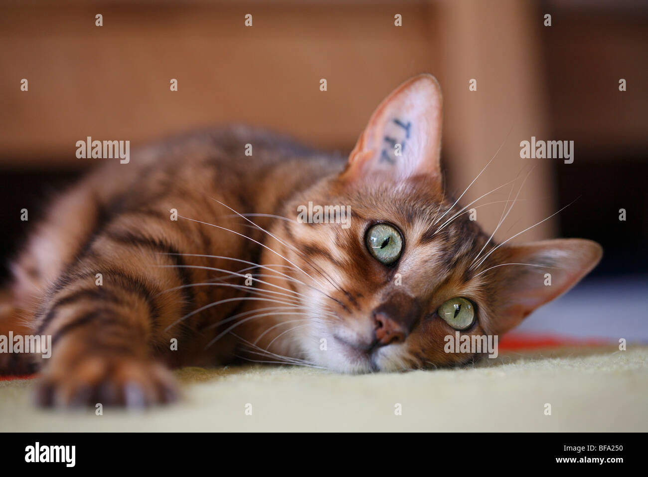 Bengal (Felis silvestris catus. f), allongé sur le tapis Banque D'Images