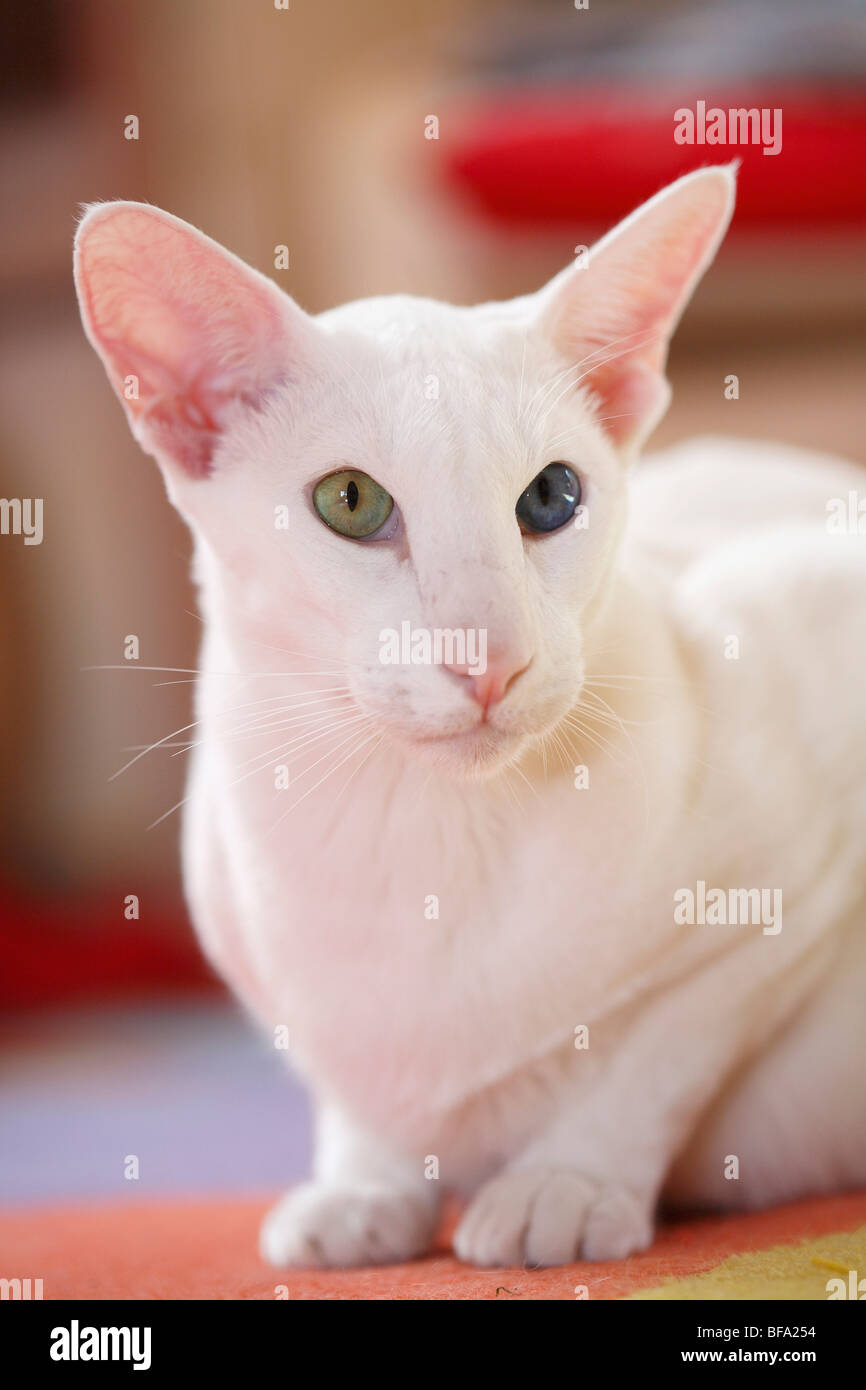 Chat domestique, chat de maison, Oriental Shorthair (Felis silvestris catus). f, chat blanc avec un oeil bleu et un vert assis sur le c Banque D'Images