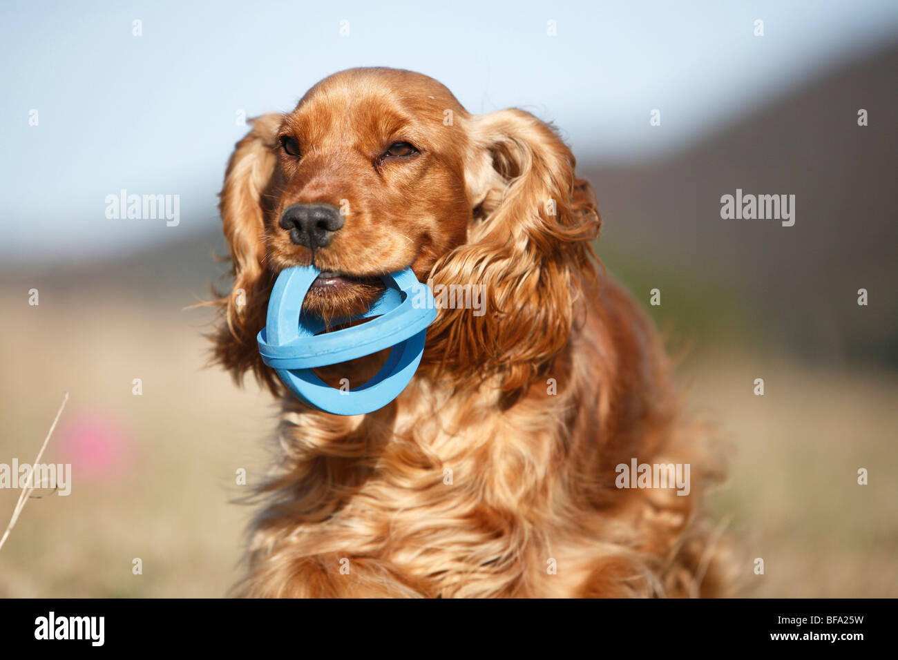 Cocker Anglais (Canis lupus f. familiaris), avec un jouet dans la bouche, Allemagne Banque D'Images