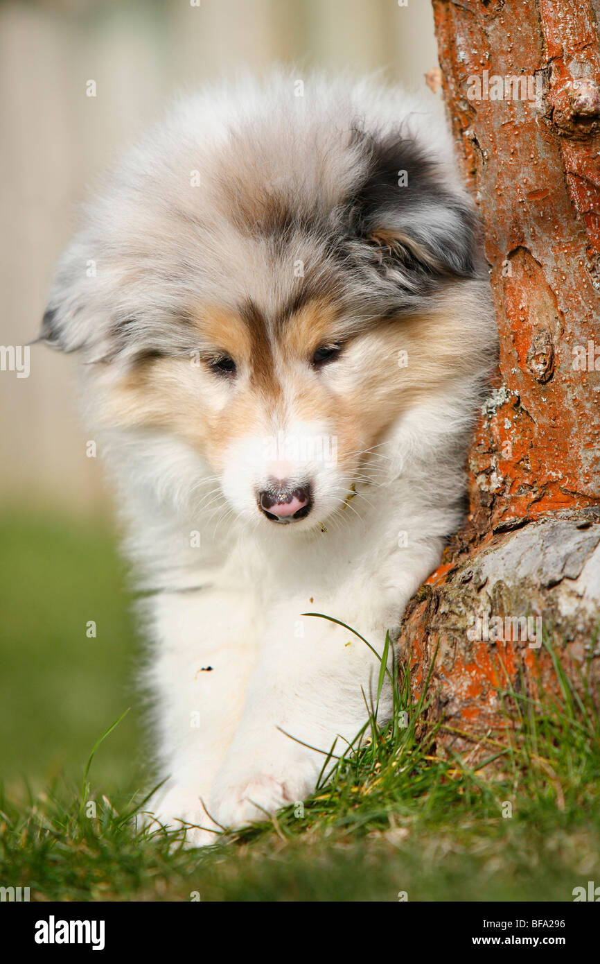 Rough Collie (Canis lupus f. familiaris), chiot à frottement tige de l'arbre, Allemagne Banque D'Images