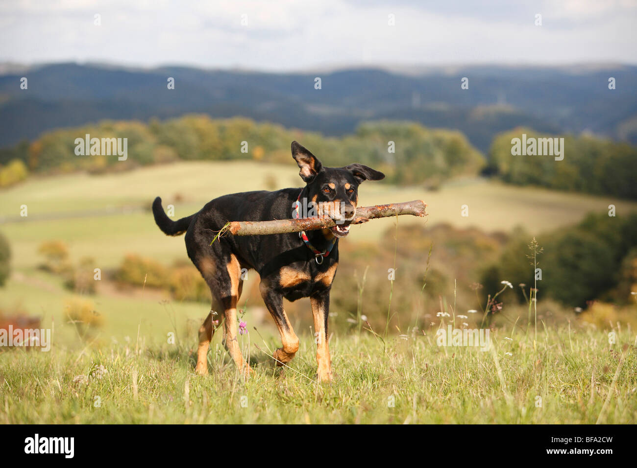 Dog (Canis lupus f. familiaris), dix ans Dobermann-mixed breed dog walking sur une prairie avec une portée Banque D'Images