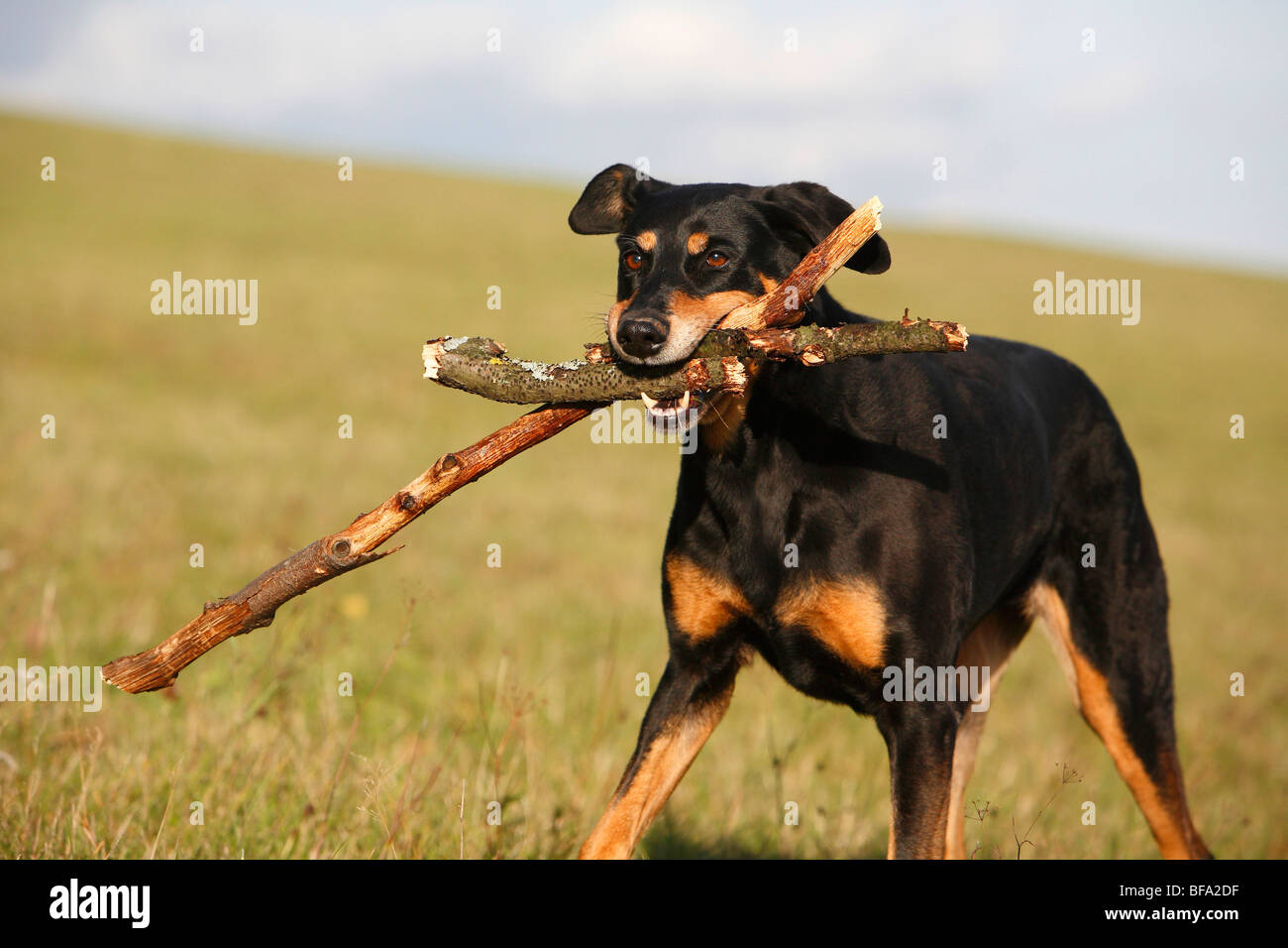 Dog (Canis lupus f. familiaris), dix ans Dobermann-mixed breed dog walking sur une prairie avec quelques sta Banque D'Images