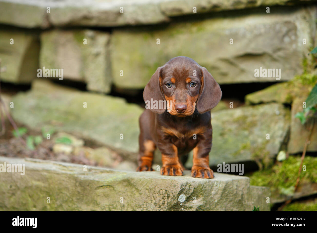 Teckel à poil court, à poil court, chien saucisse chien domestique (Canis lupus f. familiaris), chiot debout sur un mur à la recherche dans Banque D'Images