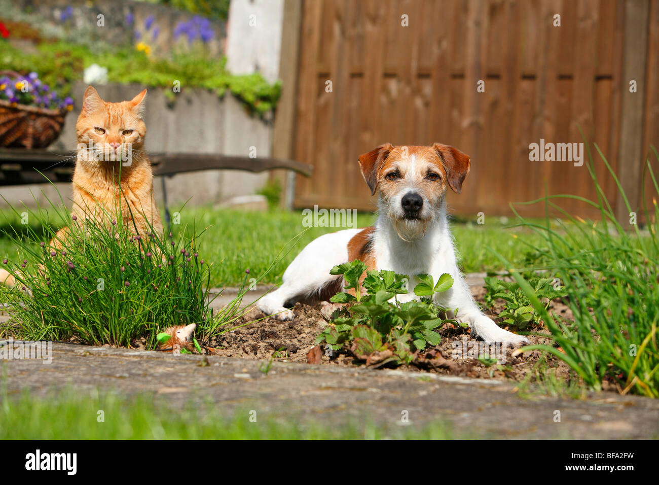 Kromfohrlaender (Canis lupus f. familiaris), couché dans un parterre de fleurs à côté d'un chat Banque D'Images