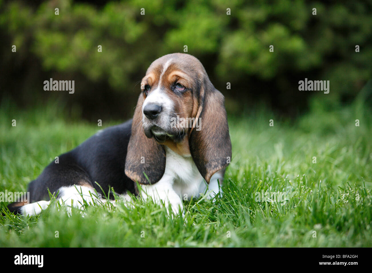 Basset Hound (Canis lupus f. familiaris), chiot assis dans un pré, Allemagne Banque D'Images