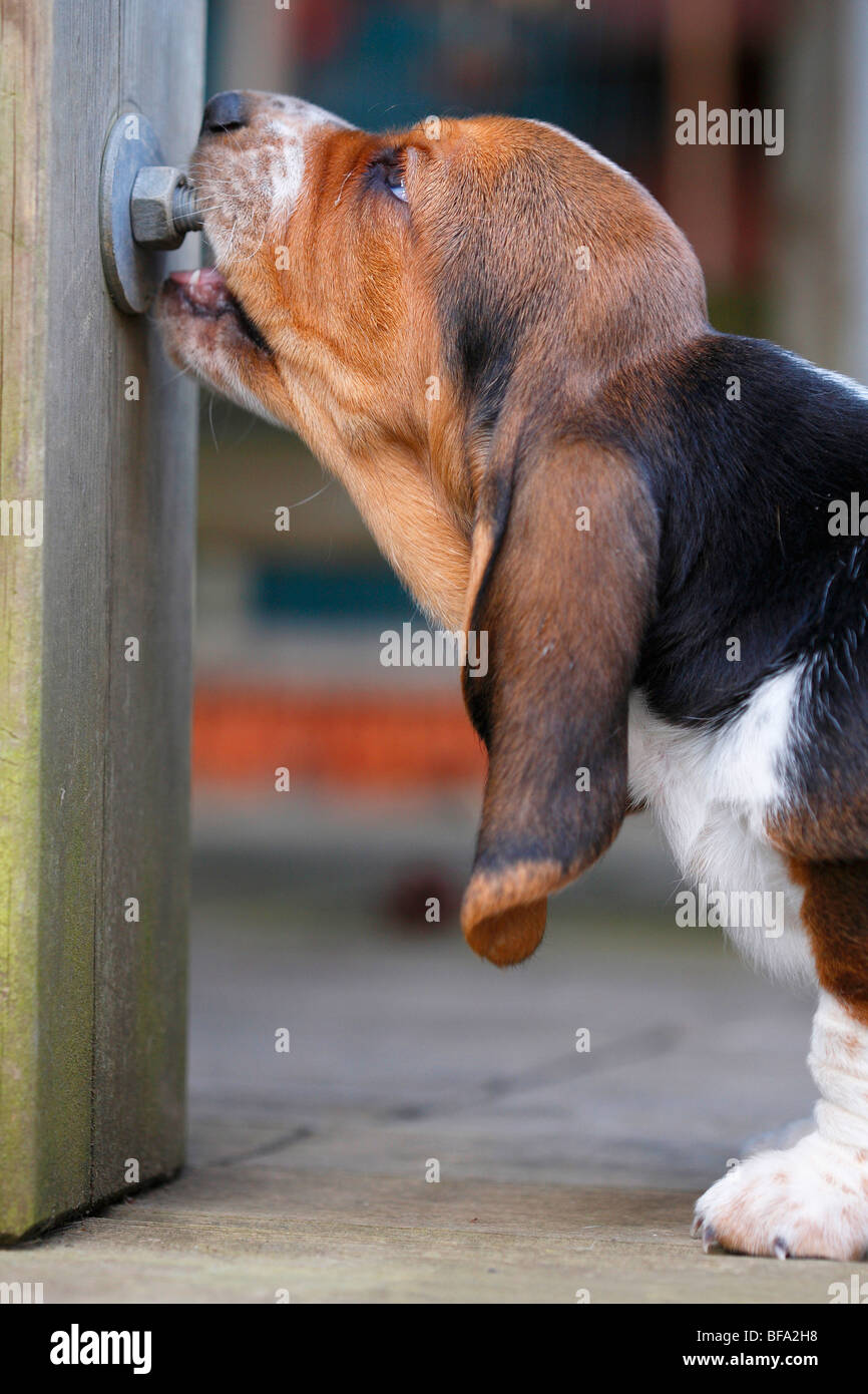 Basset Hound (Canis lupus f. familiaris), puppy nibbeling à une vis en métal d'un banc de jardin, Englisch Banque D'Images