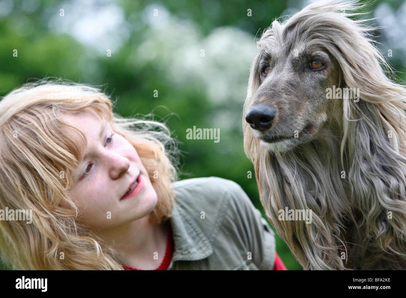 Afghan Hound Blond Banque D Image Et Photos Alamy Afghan Hound Blond Banque D Image Et Photos Alamy