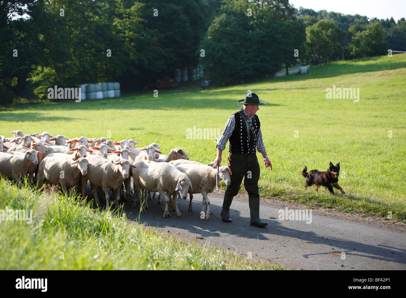 Gelbbacke (Canis lupus f. familiaris), berger menant son troupeau de moutons sur une étroite route asphaltée à travers prés et fores Banque D'Images