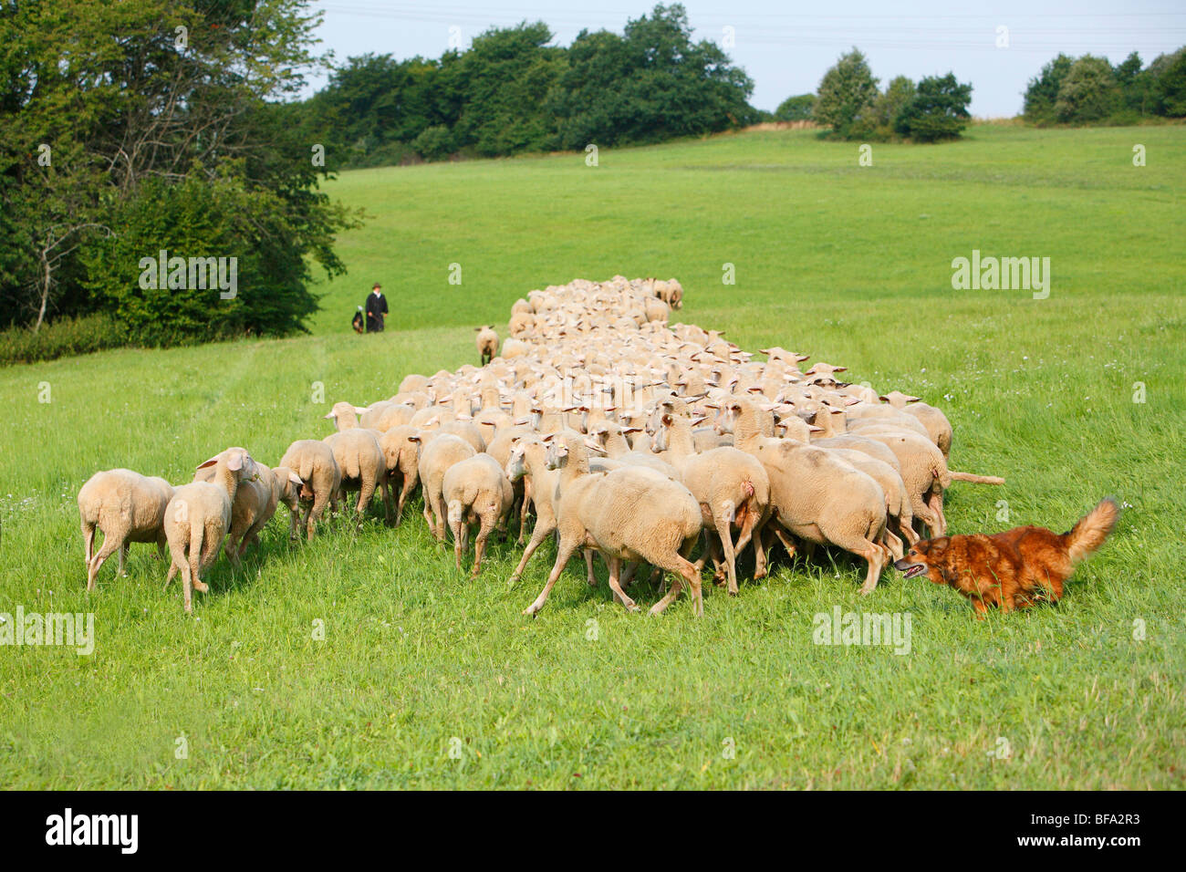Westerwaelder Kuhhund, vieux chien de berger allemand (Canis lupus f. familiaris), un animal de cette vieille race de berger allemand au volant d'une f Banque D'Images