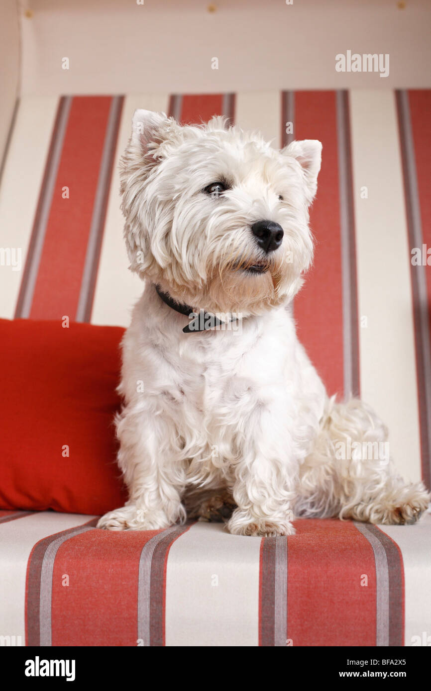 West Highland White Terrier (Canis lupus f. familiaris), homme assis dans une chaise de plage Banque D'Images