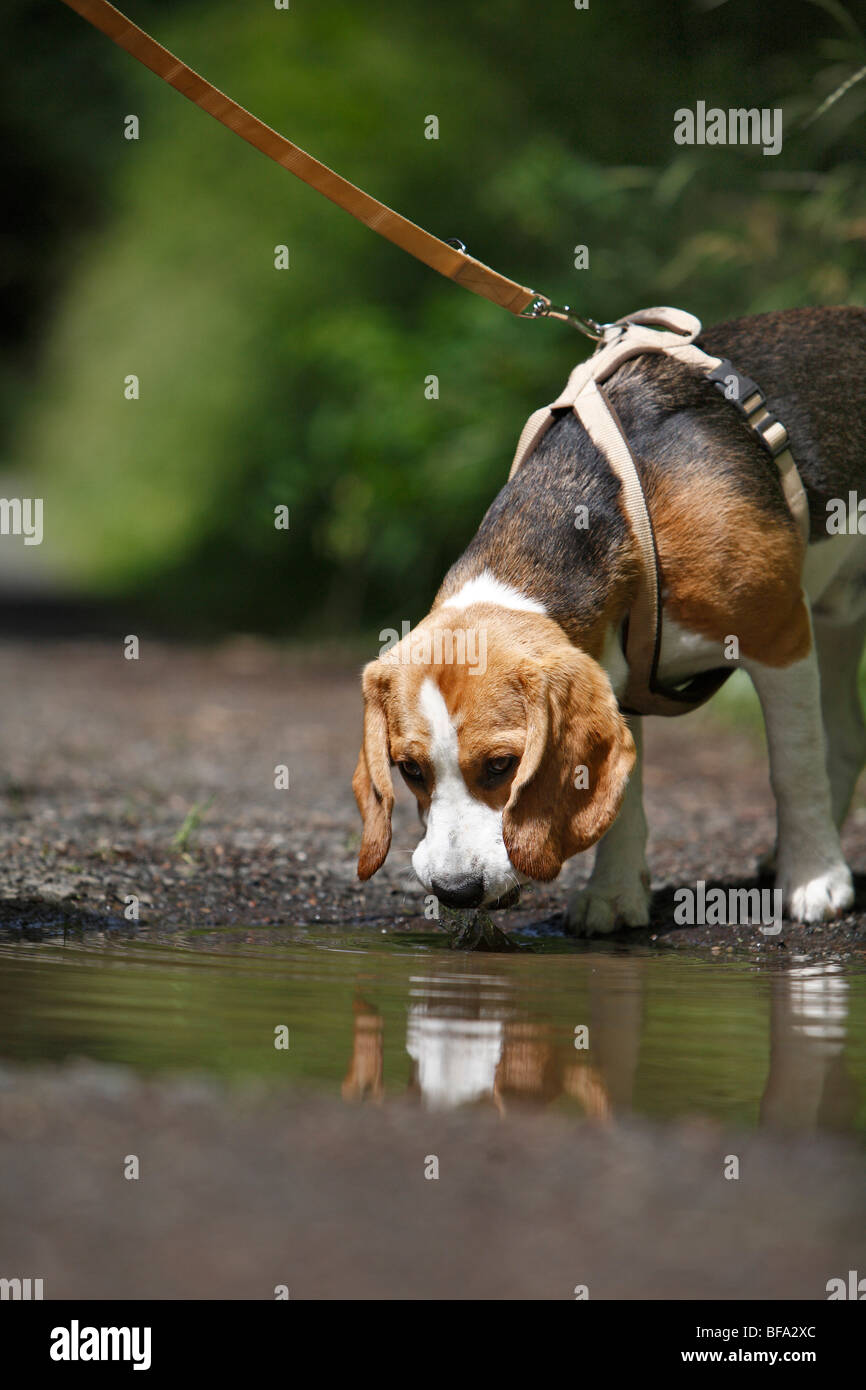 Beagle (Canis lupus f. familiaris), chien en laisse boire d'une flaque d'eau Banque D'Images