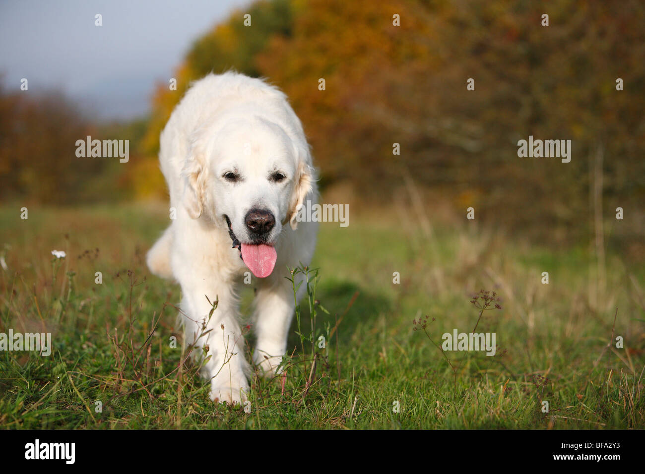 Golden Retriever (Canis lupus f. familiaris), 13 ans chien marchant le long d'une prairie Banque D'Images