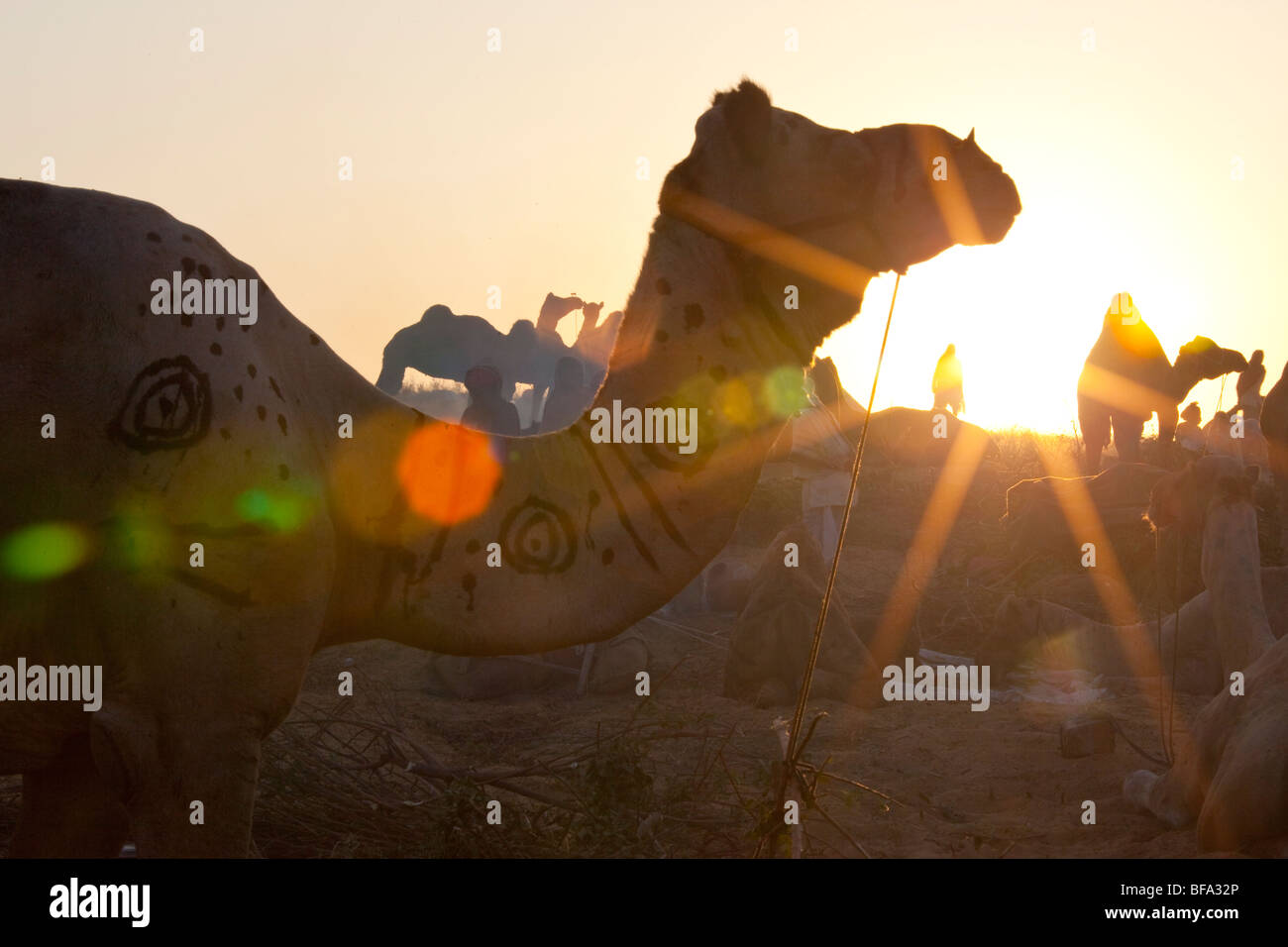Lever du soleil sur le chameau juste en Inde Milan Puskar Banque D'Images