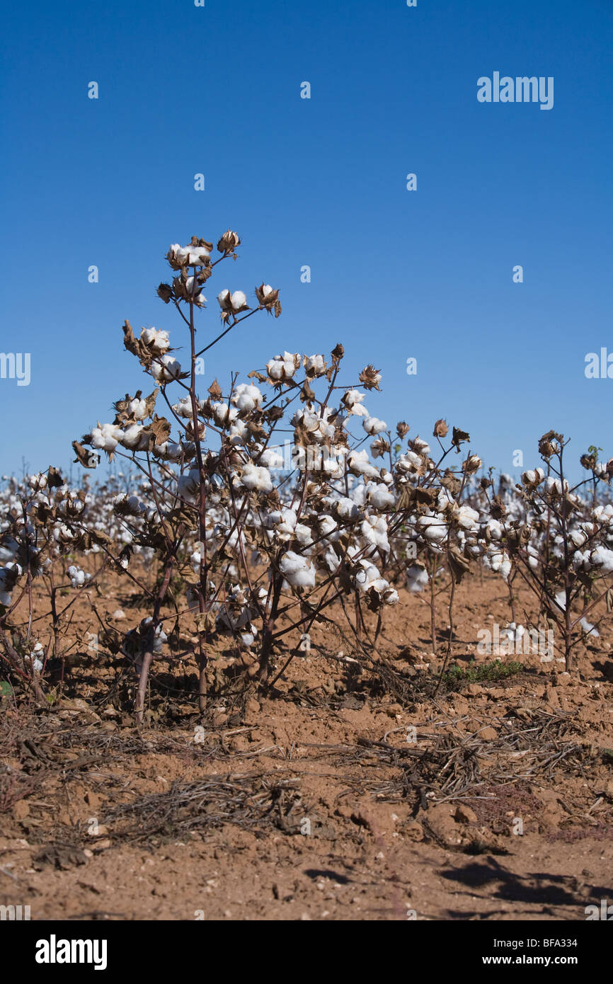 Récolte de coton est prêt pour la récolte dans le Texas Panhandle près de Lamesa, Texas Banque D'Images
