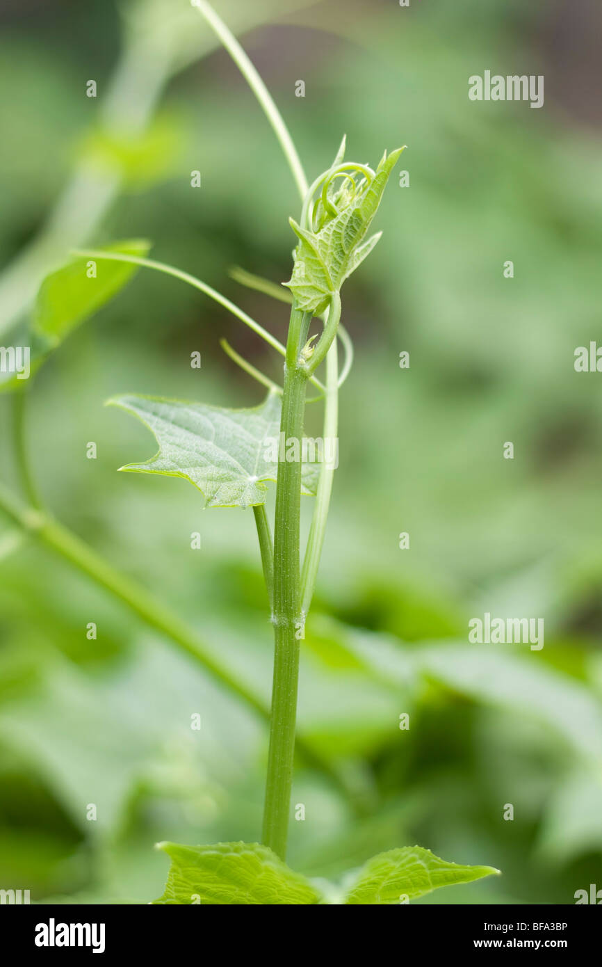 Baby marrow cep contre l'arrière-plan flou Banque D'Images