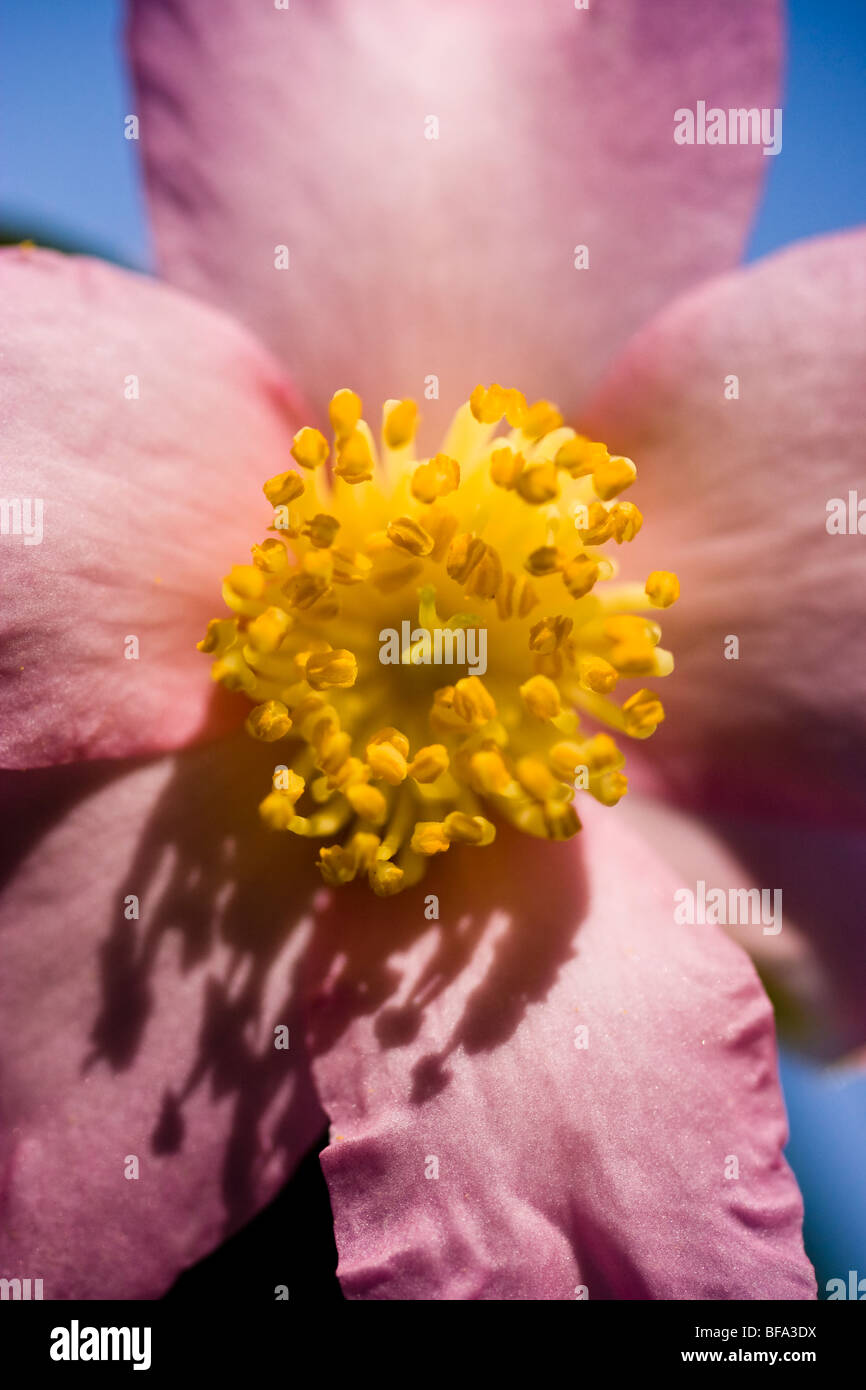 Camellia Camellia japonica rose, dans la soirée du soleil. Banque D'Images