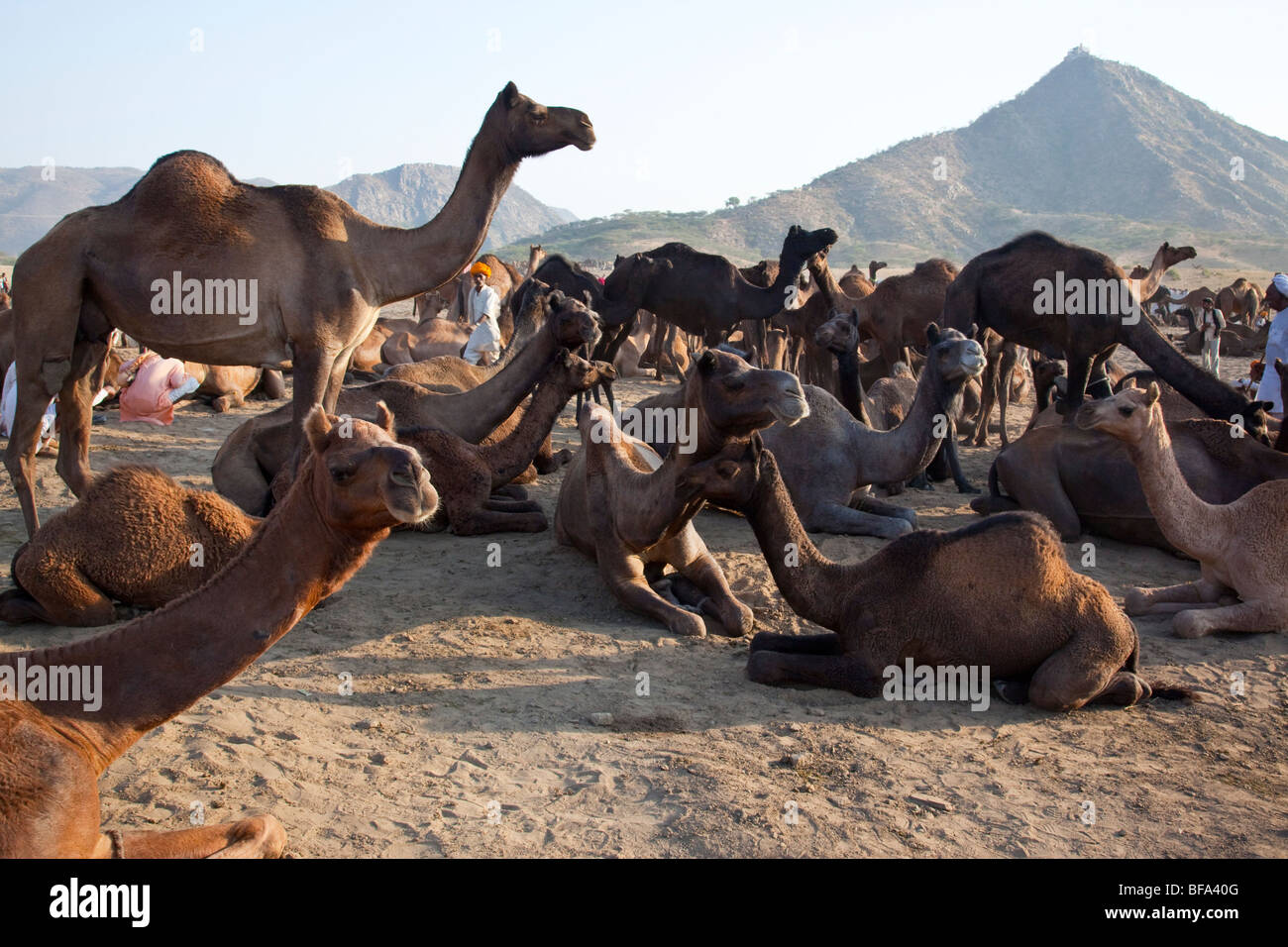 Des chameaux à la Camel Fair de Pushkar Inde Banque D'Images