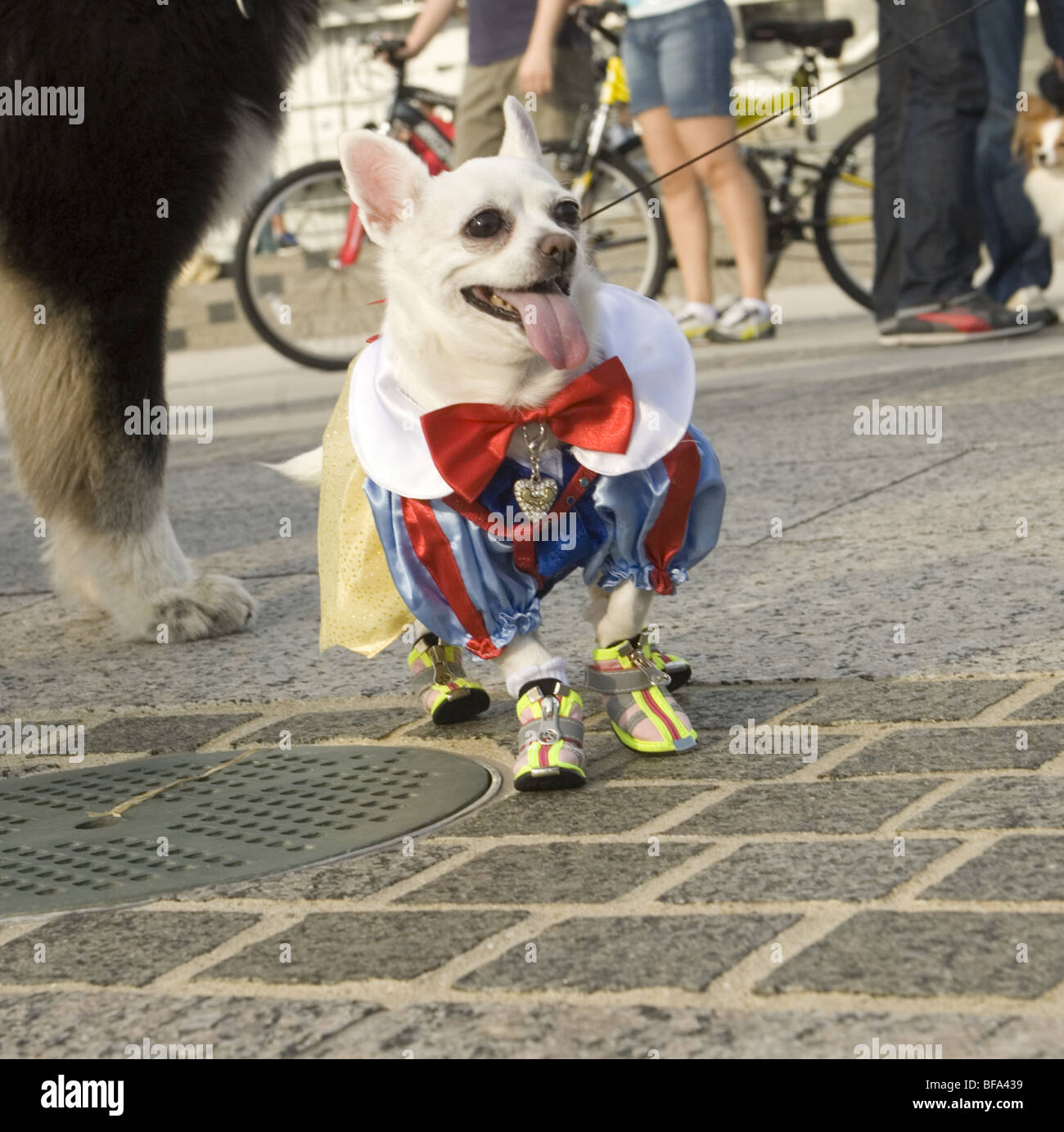 2009 : La ville de New York, 3e édition du défilé et concours de chiens au Pier 84 à Manhattan. Banque D'Images