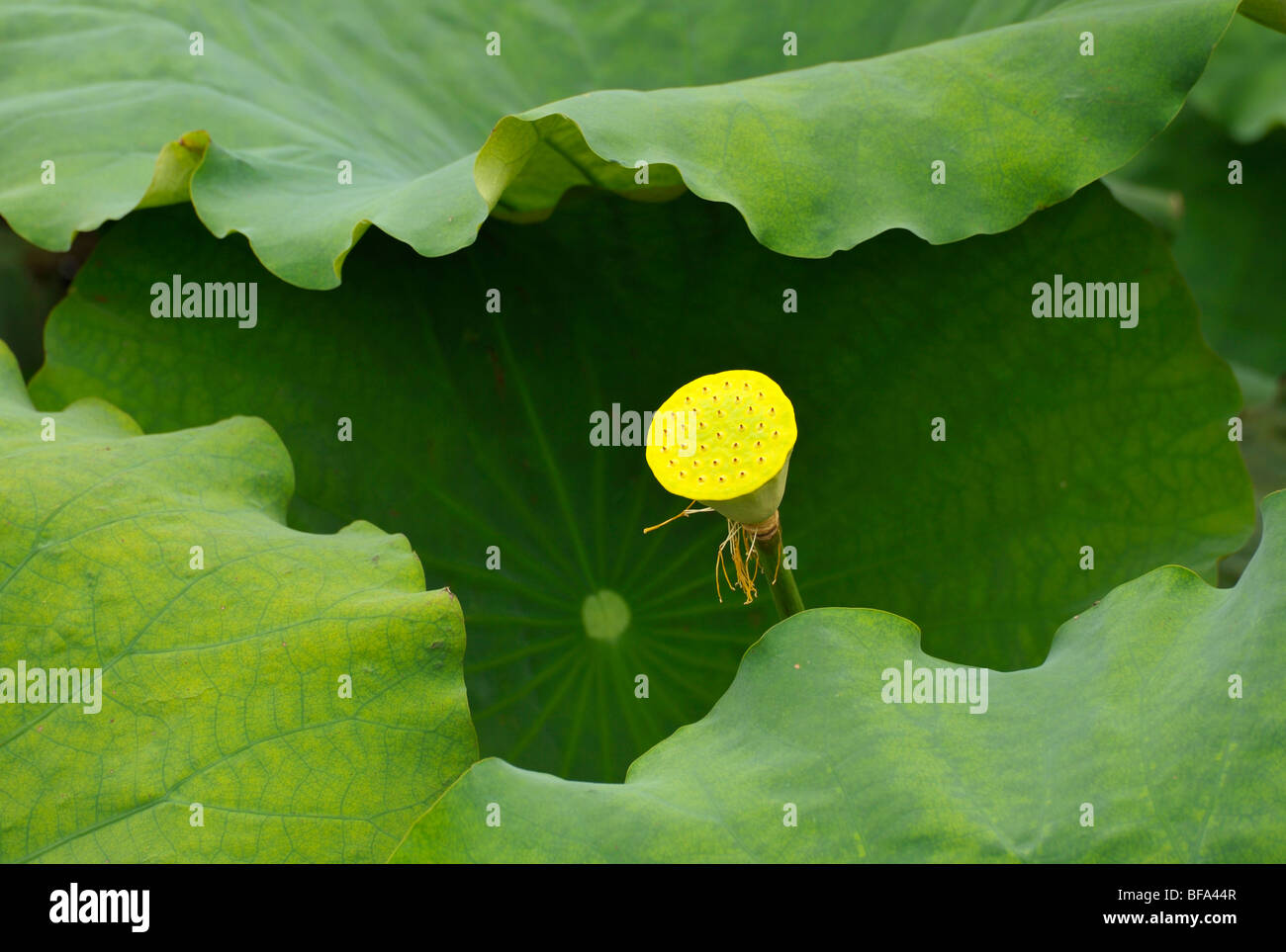 Un nénuphar jaune dans le lac du parc de Beihai avec Qionghua (Jade Flower Island), Beijing CN Banque D'Images