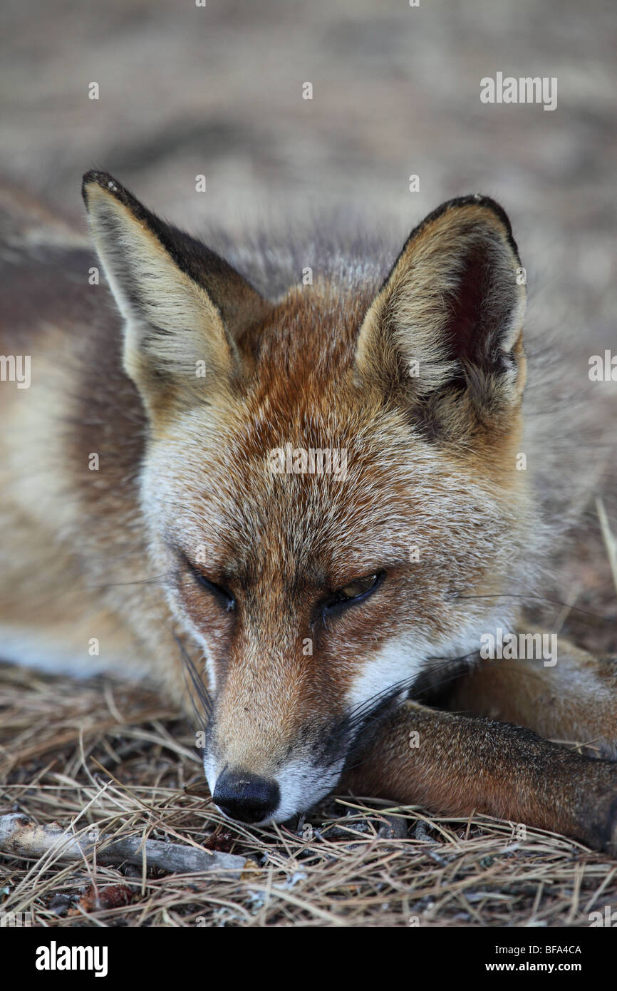 Le Renard roux Vulpes vulpes Relaxing Banque D'Images