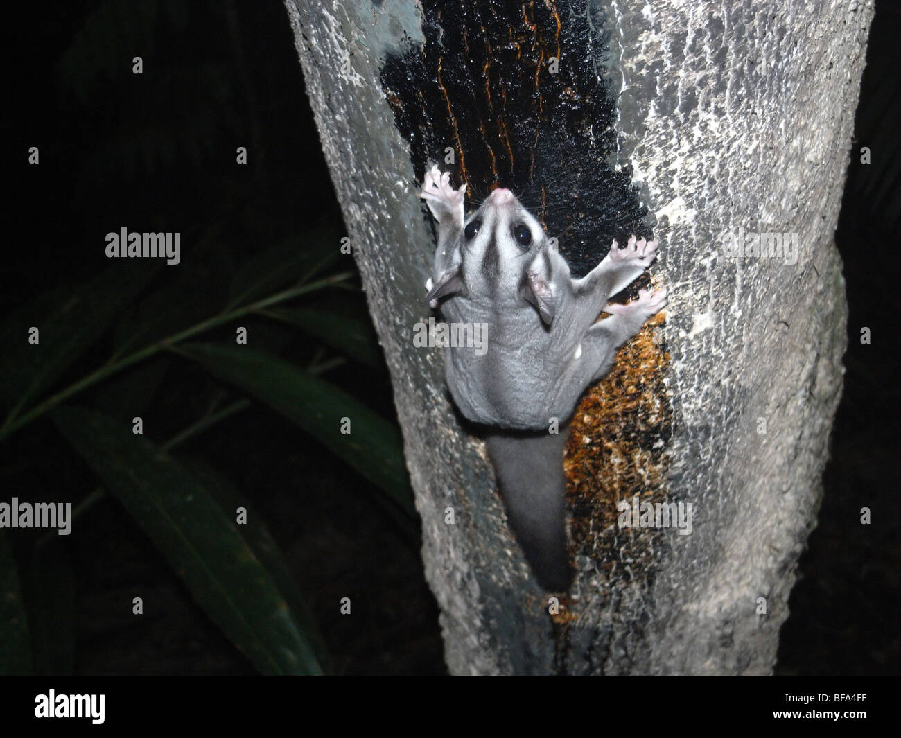 Planeur de sucre (Petaurus breviceps), le parc national des lacs de cratère, Atherton Tableland, Queensland, Australie Banque D'Images