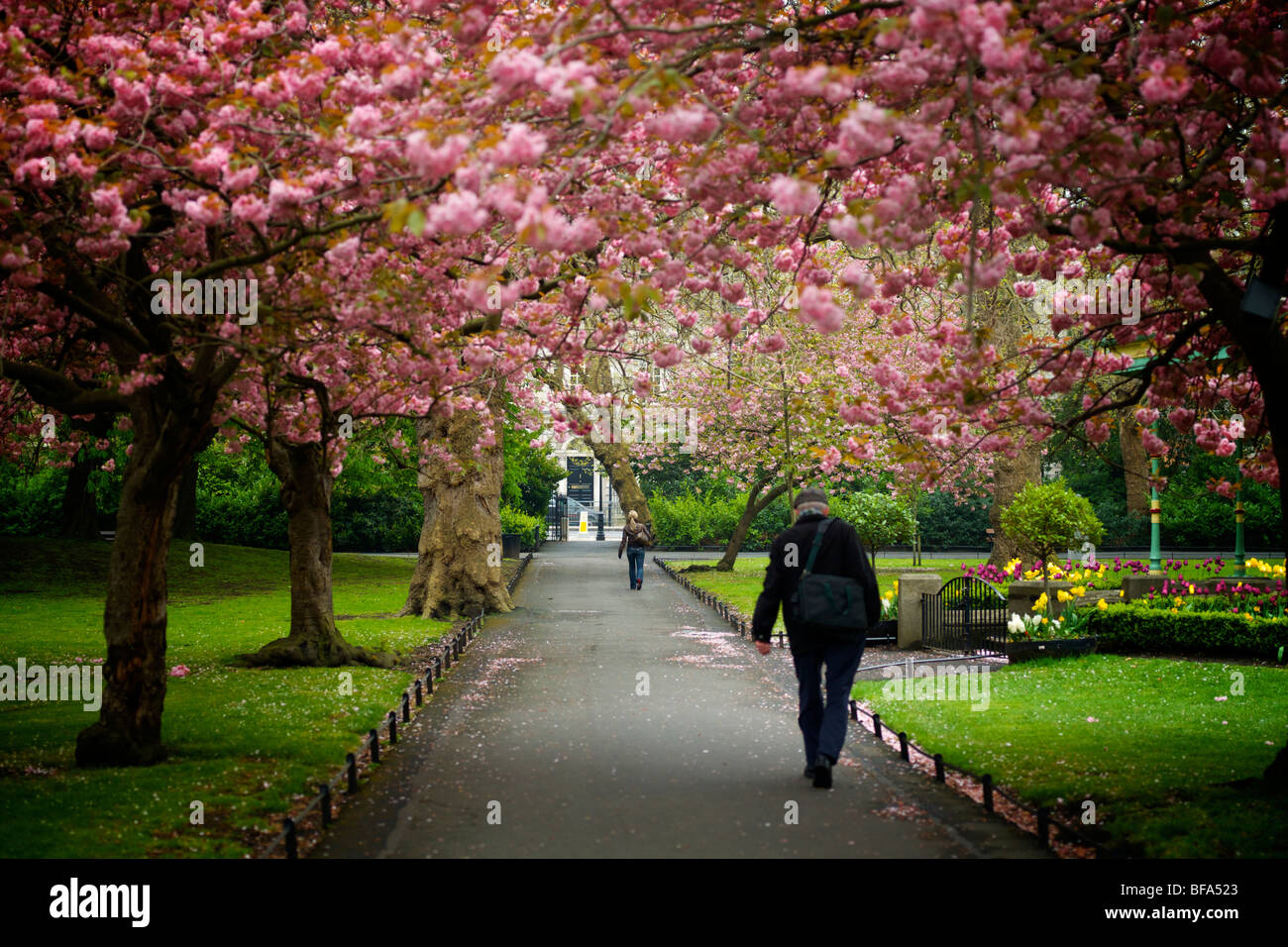 Les gens de marcher sous les arbres en fleurs de cerisier Stephens Green Park dans le centre-ville de Dublin Irlande Banque D'Images