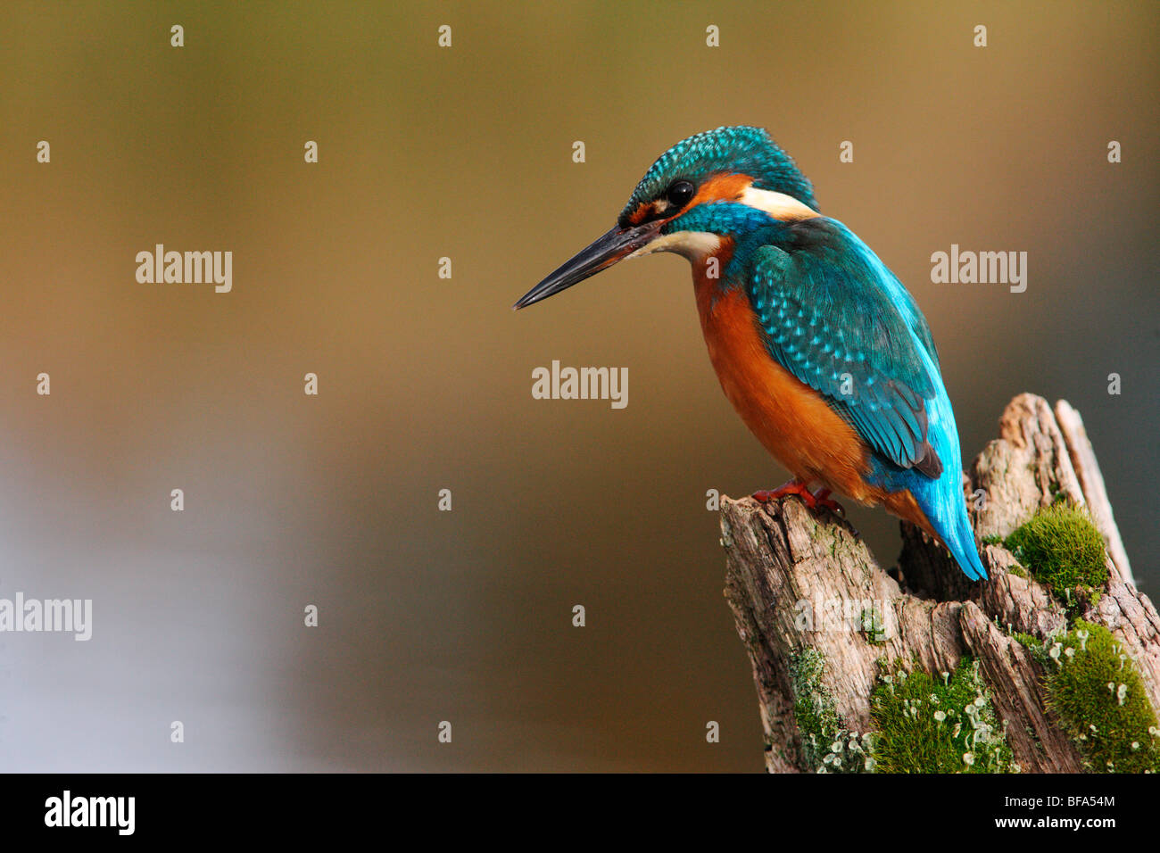 Kingfisher Alcedo atthis,, sur le post, Worcestershire, Oct 2009 Banque D'Images