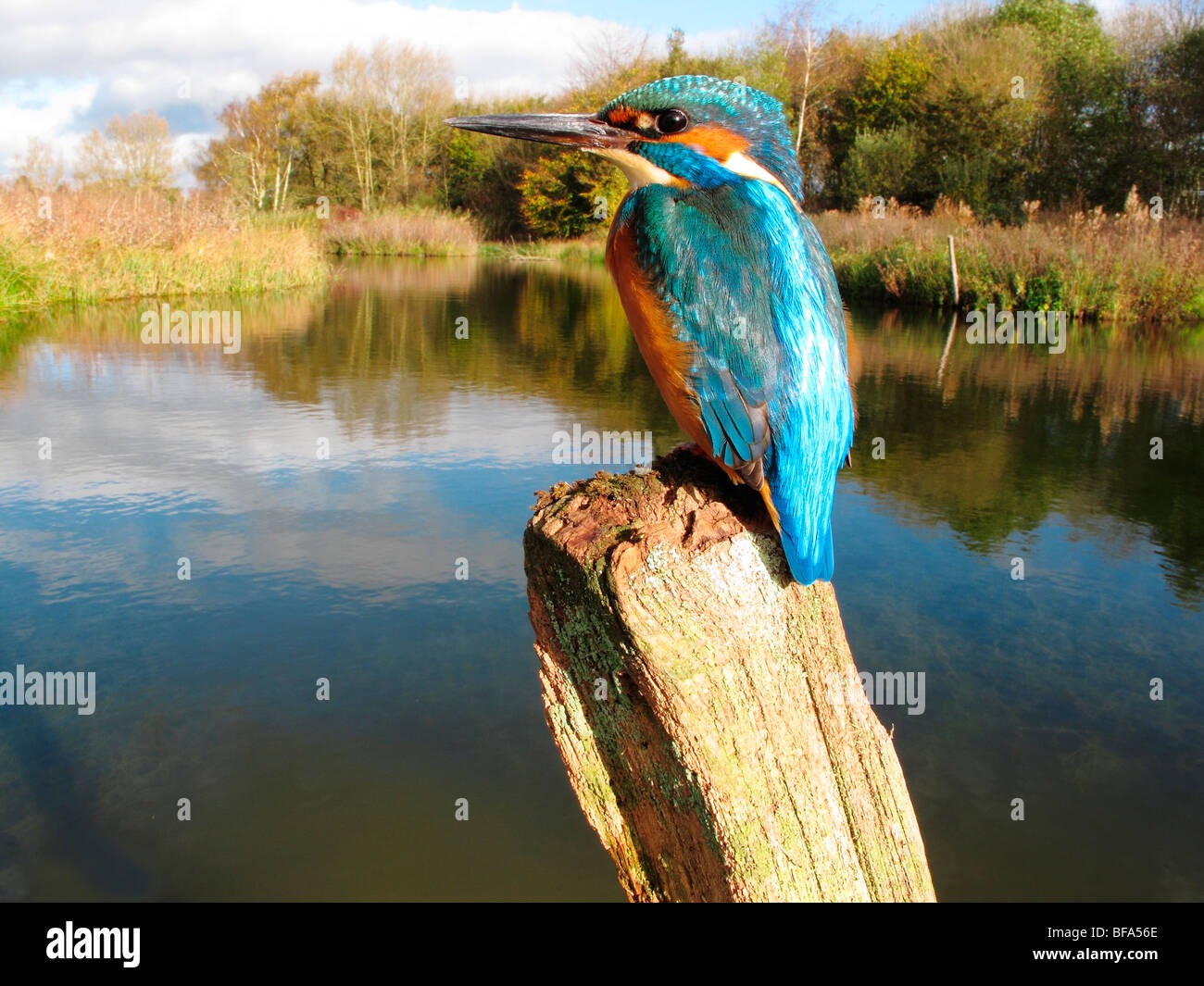 Kingfisher Alcedo atthis,, sur le post, Worcestershire, Oct 2009 Banque D'Images
