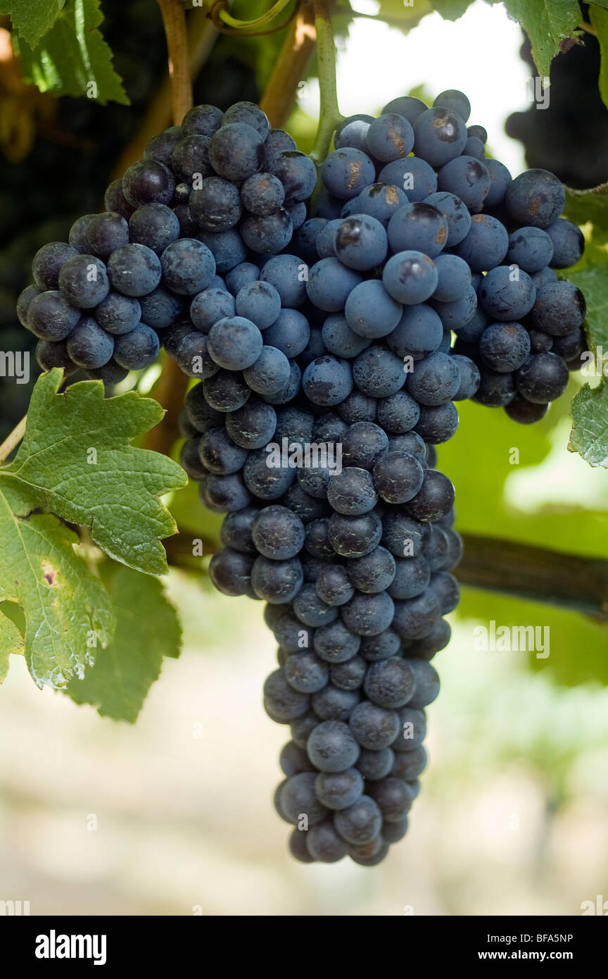 Cépage Nebbiolo variété italienne pousse dans un vignoble australien dans les collines d'Adélaïde en Australie Méridionale Banque D'Images