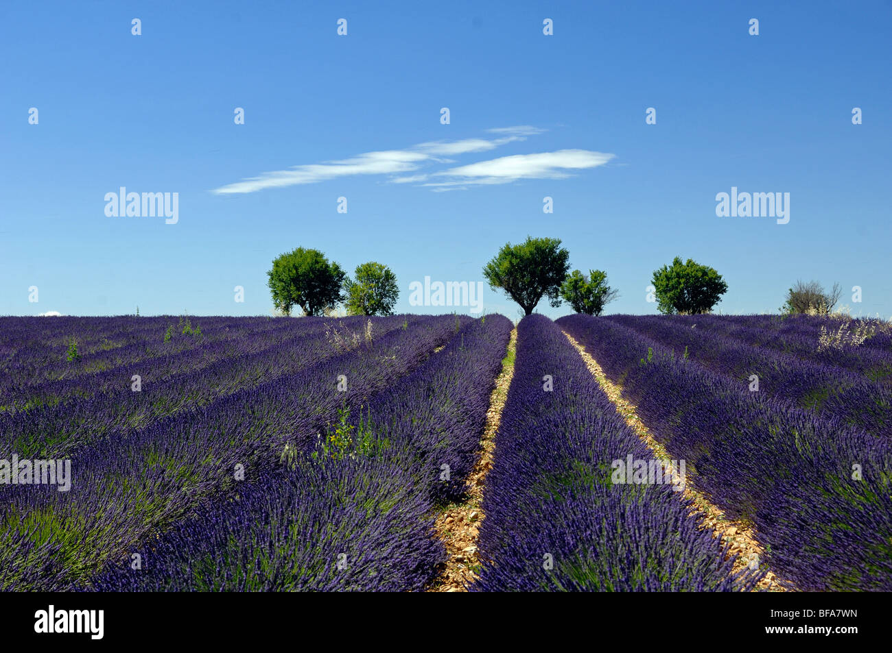 Panoram ou vue panoramique des rangées de plantes de lavande en fleurs dans un champ de lavande sur le plateau de Valensole, Parc régional du Verdon, Provence, France Banque D'Images