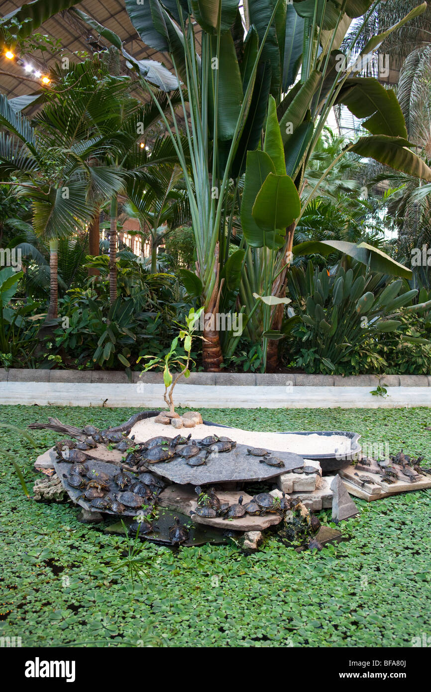 Des tortues terrestres en jardin tropical, la gare d'Atocha, Madrid, Espagne Banque D'Images