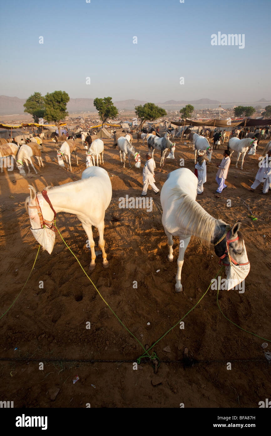 Chevaux blancs à la Camel Fair de Pushkar Inde Banque D'Images