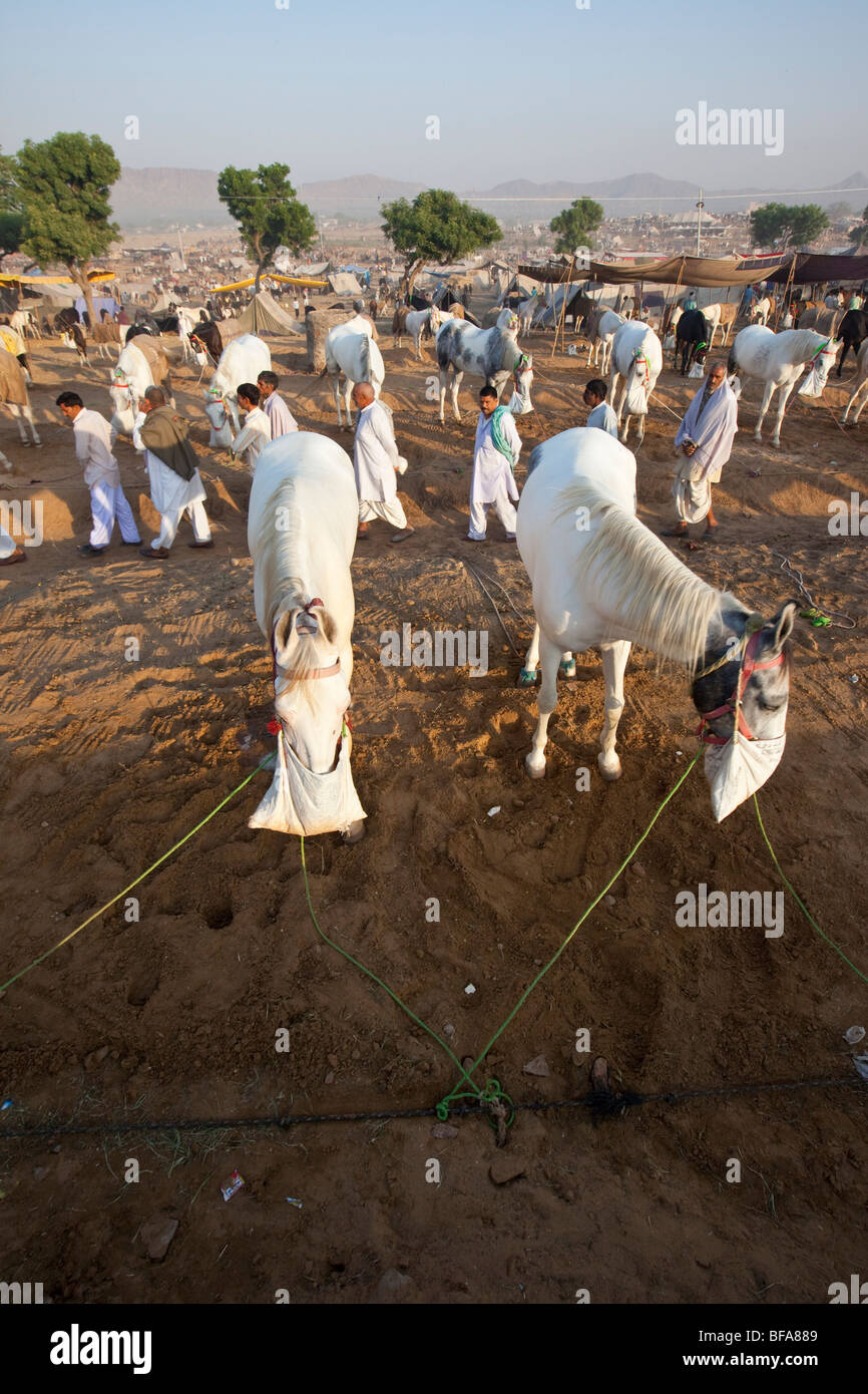 Chevaux blancs à la Camel Fair de Pushkar Inde Banque D'Images