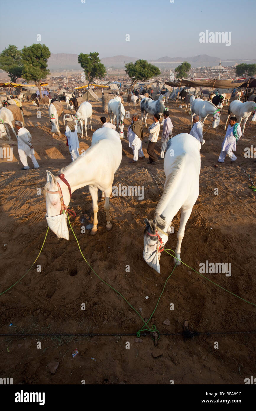 Chevaux blancs à la Camel Fair de Pushkar Inde Banque D'Images