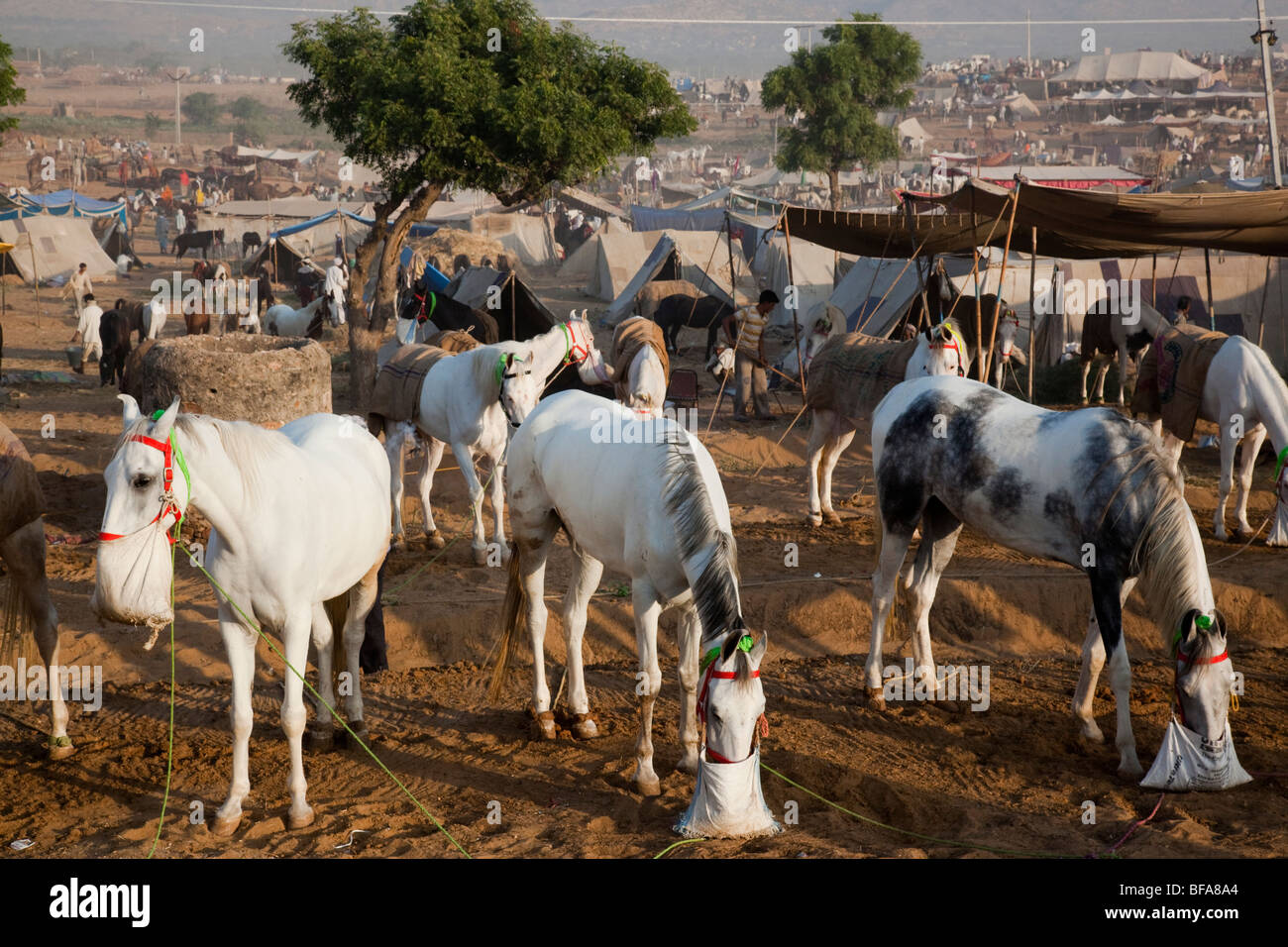 Des chevaux à la foire de chameau à Pushkar Inde Banque D'Images