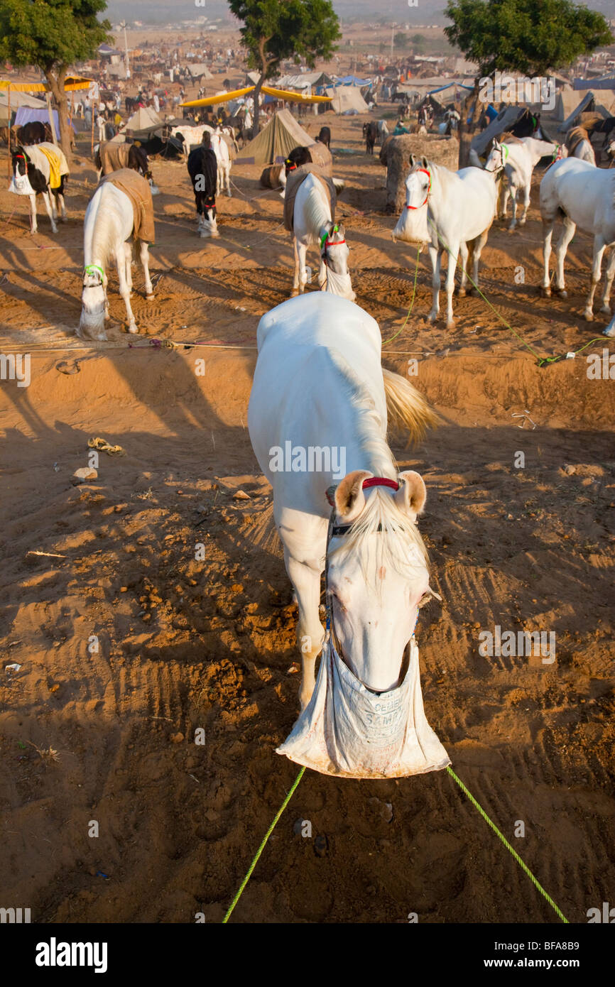 Des chevaux à la foire de chameau à Pushkar Inde Banque D'Images