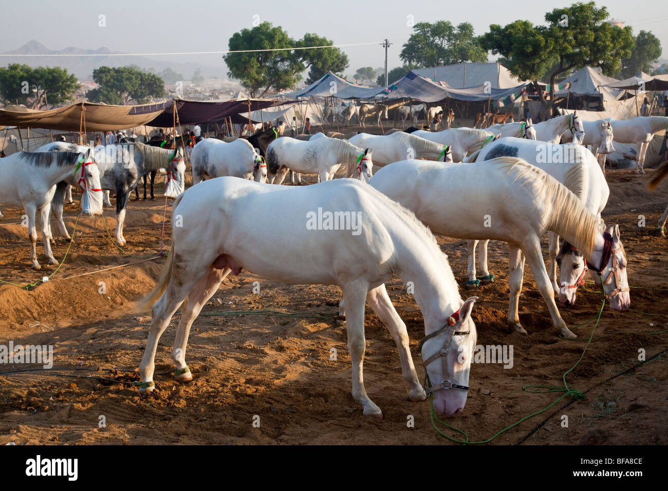 Des chevaux à la foire de chameau à Pushkar Inde Banque D'Images