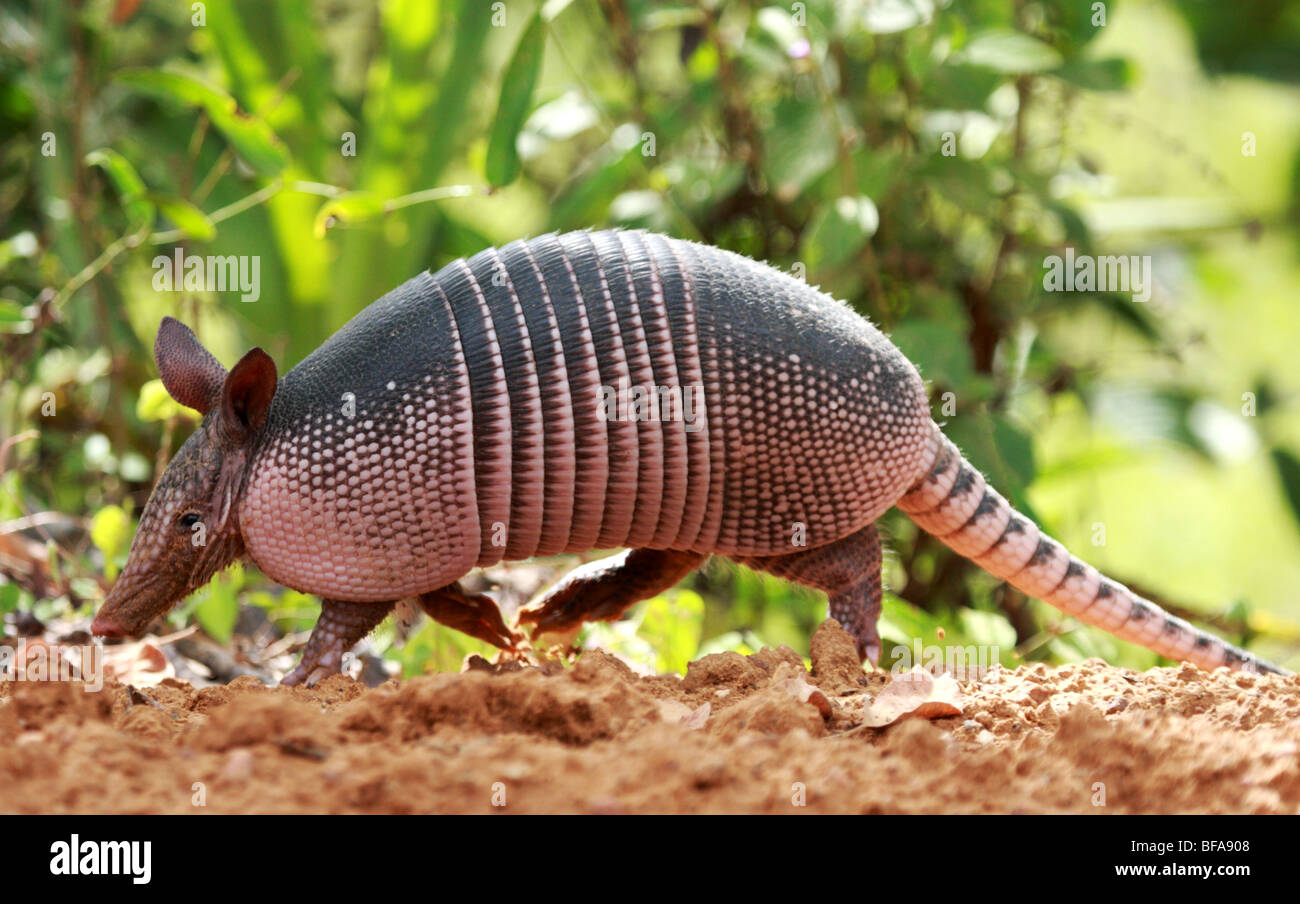 Tatou à neuf bandes Dasypus novemcinctus Pantanal Brésil Banque D'Images