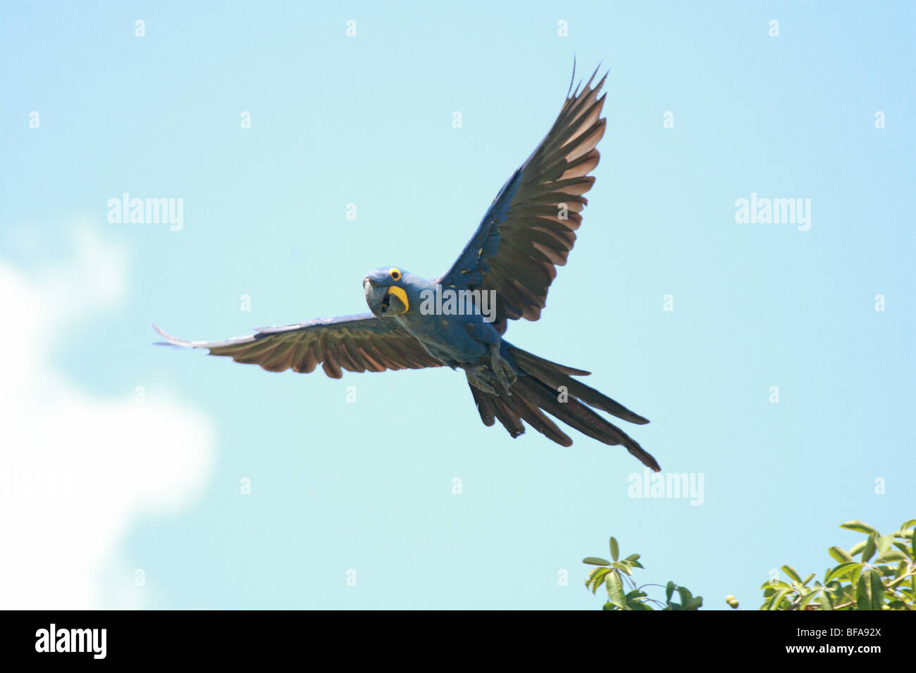 Anodorhynchus hyacinthinus Hyacinth Macaw en vol Pantanal Brésil Banque D'Images