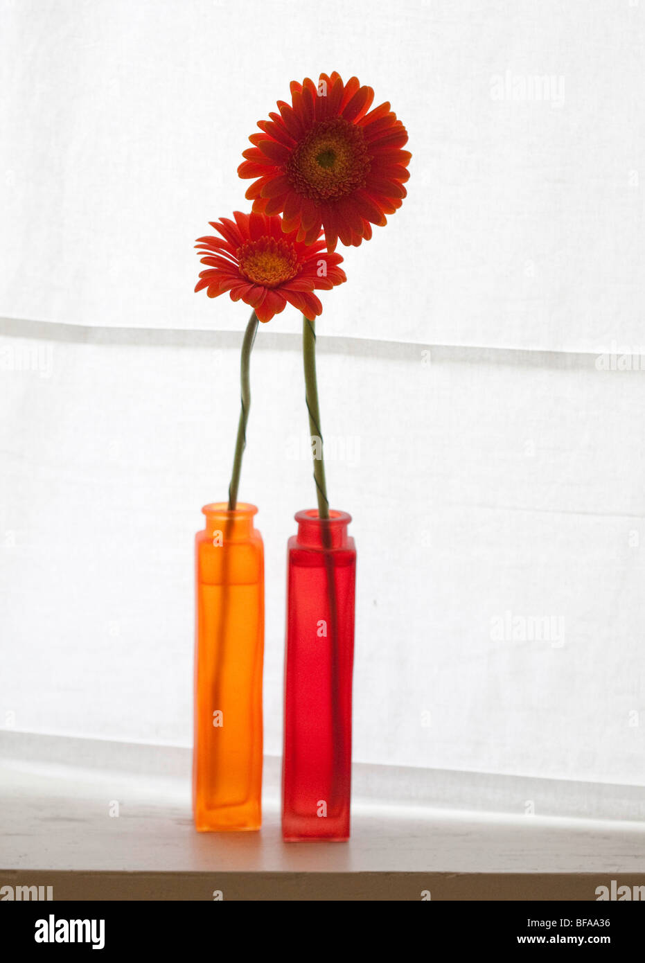 Des gerberas dans un vase à fleurs. Banque D'Images