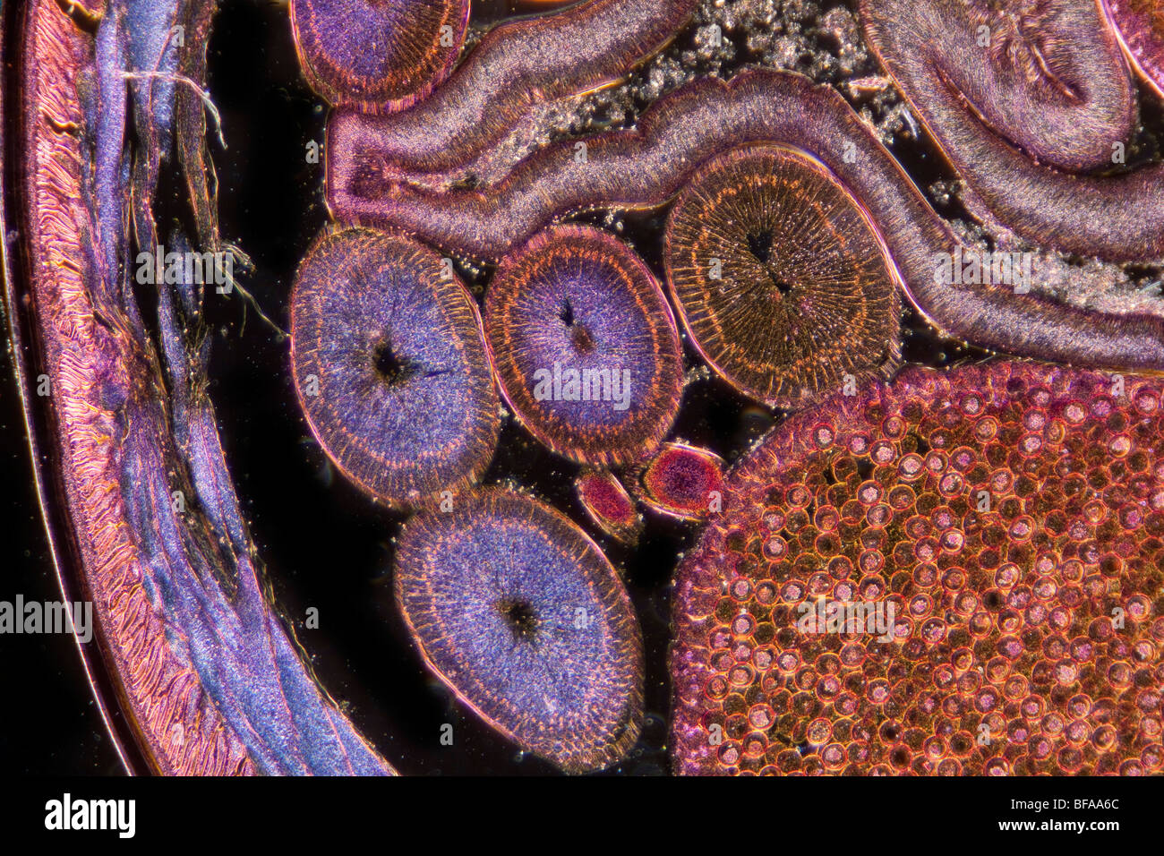 L'Ascaris femelle TS, Nematoda photomicrographie darkfield détail physiologie Banque D'Images