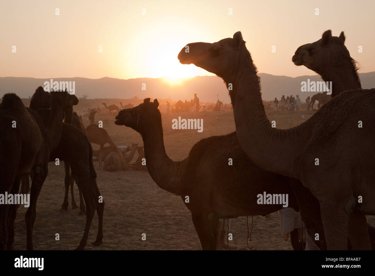 Des chameaux à la Camel Fair de Pushkar Inde Banque D'Images