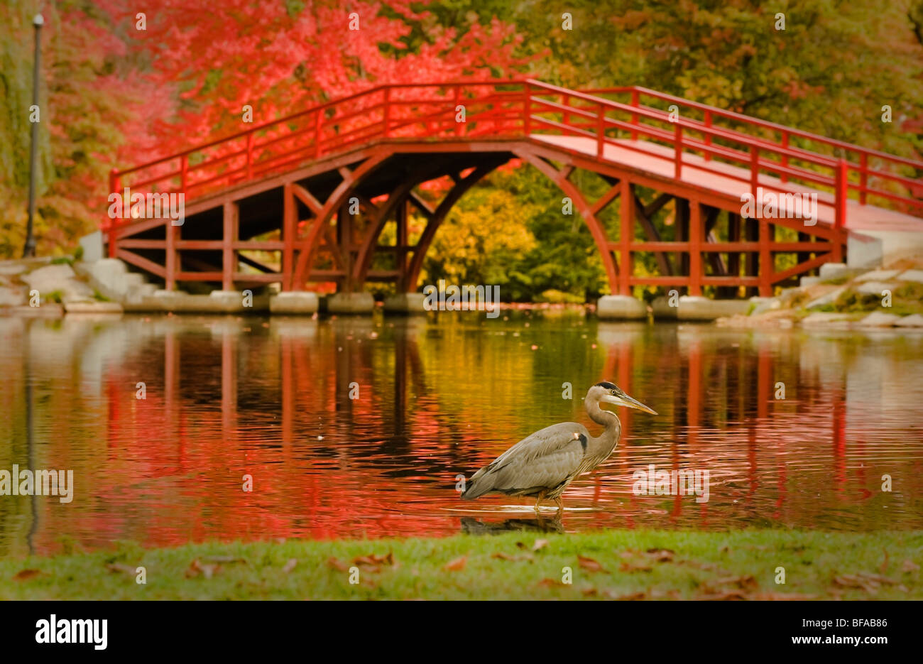 Dimanche matin à l'automne dans le parc de l'Orme, Worcester, Massachusetts. Le Heron sont des amis. Banque D'Images